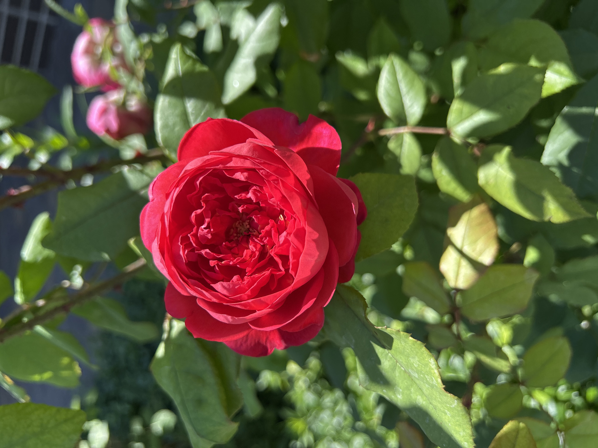 A close-up, high-angle shot shows a vibrant red rose in full bloom, centered in the frame. The rose has numerous tightly packed petals, forming a complex, layered blossom. The background is filled with lush green foliage and stems, with hints of out-of-focus pink rose buds visible in the upper right corner. Sunlight casts shadows on some of the leaves, creating a dappled effect. The setting appears to be an outdoor garden. Based on the limited information provided and without additional context about specific locations within Hnarovske, Ukraine, it is not possible to provide a more precise description of its exact location within the city.