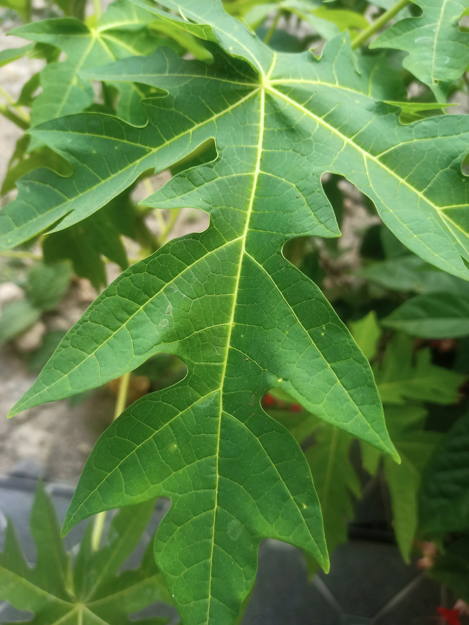 A close-up, eye-level shot focuses on a vibrant green, deeply lobed leaf of a papaya plant. The leaf displays intricate vein patterns with a lighter green coloration along the prominent central vein and its branching network. Small water droplets are visible on the leaf's surface, reflecting the light. In the background, other papaya leaves are softly blurred, along with hints of sandy soil and possibly a grey concrete structure. The overall impression is of lush foliage in an outdoor, natural setting, likely a garden or yard in Karangtalun, Indonesia, given the tropical climate and commonality of papaya plants in such regions. No people or specific actions are depicted.