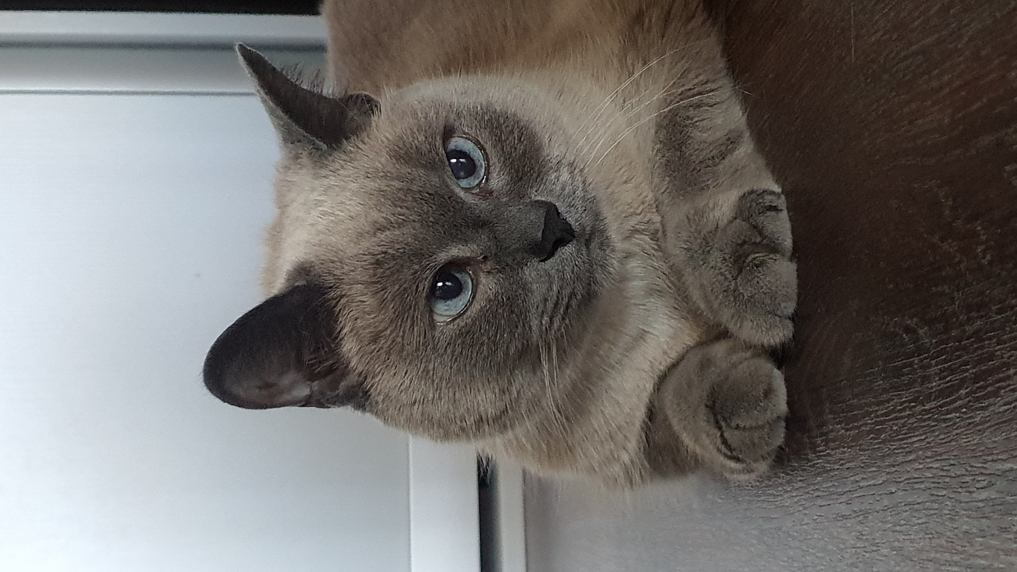 A domestic shorthair cat with blue eyes and light brown and grey fur is lying on a dark brown wooden floor. The cat is positioned in the center of the frame, facing slightly to the right. Its paws are tucked neatly in front of its body. The background consists of a plain, light-colored wall and a portion of a white appliance or piece of furniture. There are no people or other animals visible in the image. The lighting is soft and appears to be coming from the front and slightly to the left. The image was taken indoors, likely in a residential setting in Krasnoyarsk, Russia.
