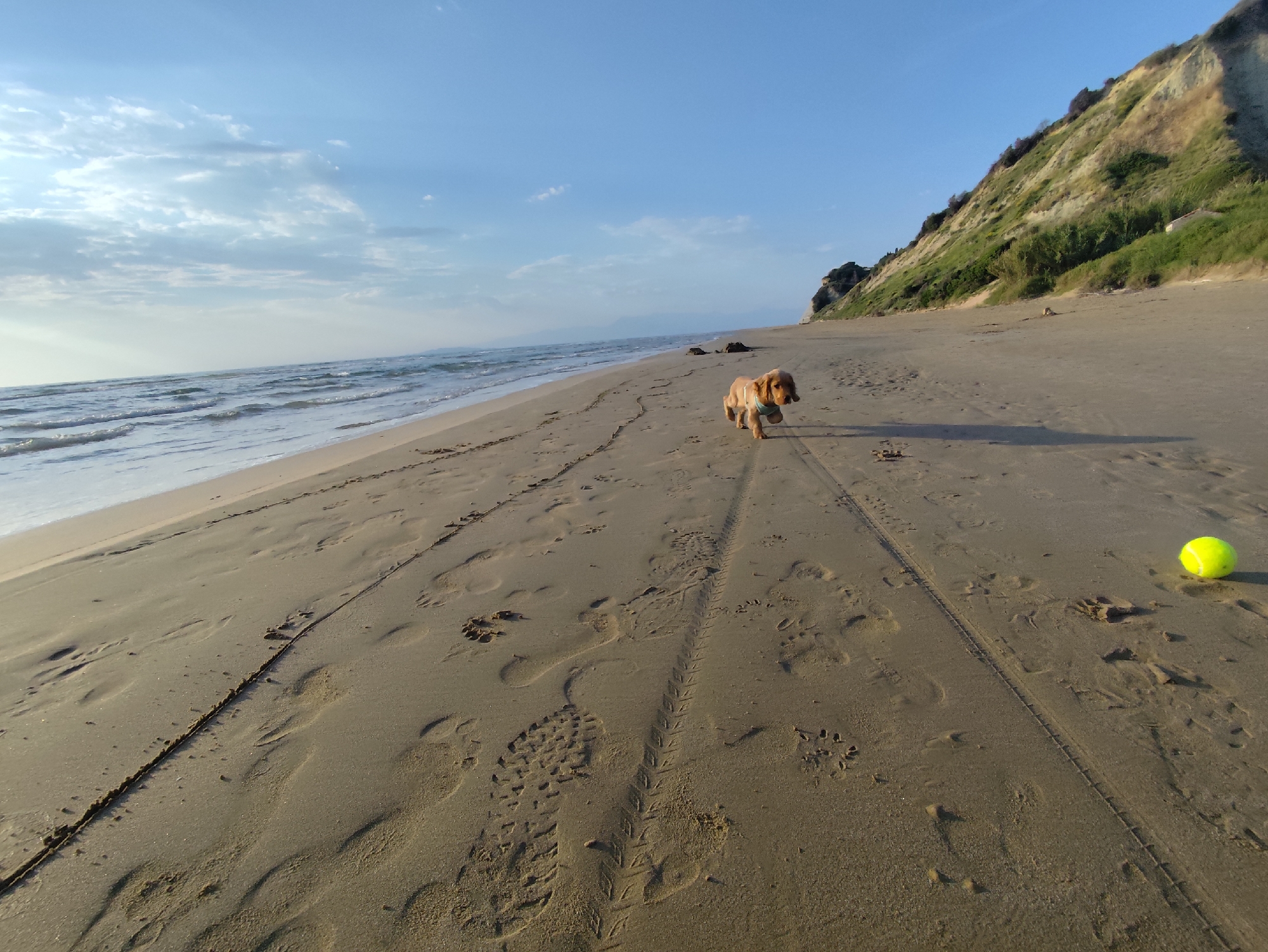 A wide-angle shot depicts a sandy beach on a sunny day in an unknown location, possibly by the coast. A light-brown Cocker Spaniel dog is running towards the camera, with a yellow tennis ball lying on the sand to the right. The beach is littered with footprints and tire tracks. To the right, a grassy cliff ascends, and in the distance, the ocean meets the sky with a clear blue horizon.