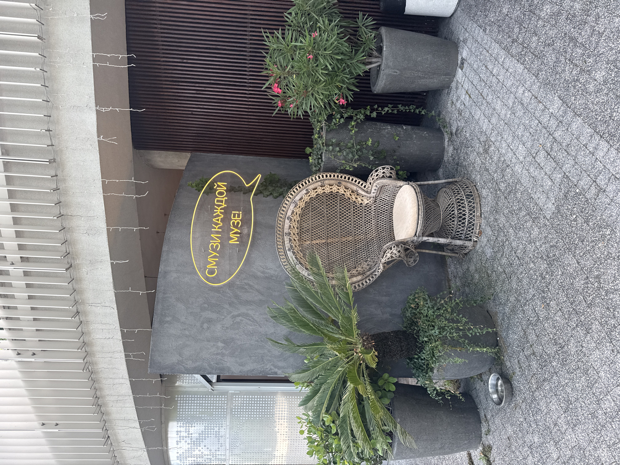 An outdoor scene depicts a woven chair with a light-colored cushion placed in front of a dark gray, textured wall. Above the chair, a yellow neon sign in the shape of a speech bubble reads "СМУЗИ КАЖДОЙ МУЗЕ!" which translates to "Smoothies for every muse!". To the left of the chair, a potted sago palm with large green fronds stands next to another potted plant with smaller green leaves. To the right of the chair, a tall, slender potted plant with small pink flowers is situated next to a tall cylindrical dark gray planter. The ground is paved with small, gray, speckled tiles. In the background, a slatted wooden wall is visible. String lights hang from a white overhead structure. The overall setting suggests a cafe or restaurant entrance in Sochi, Russia.