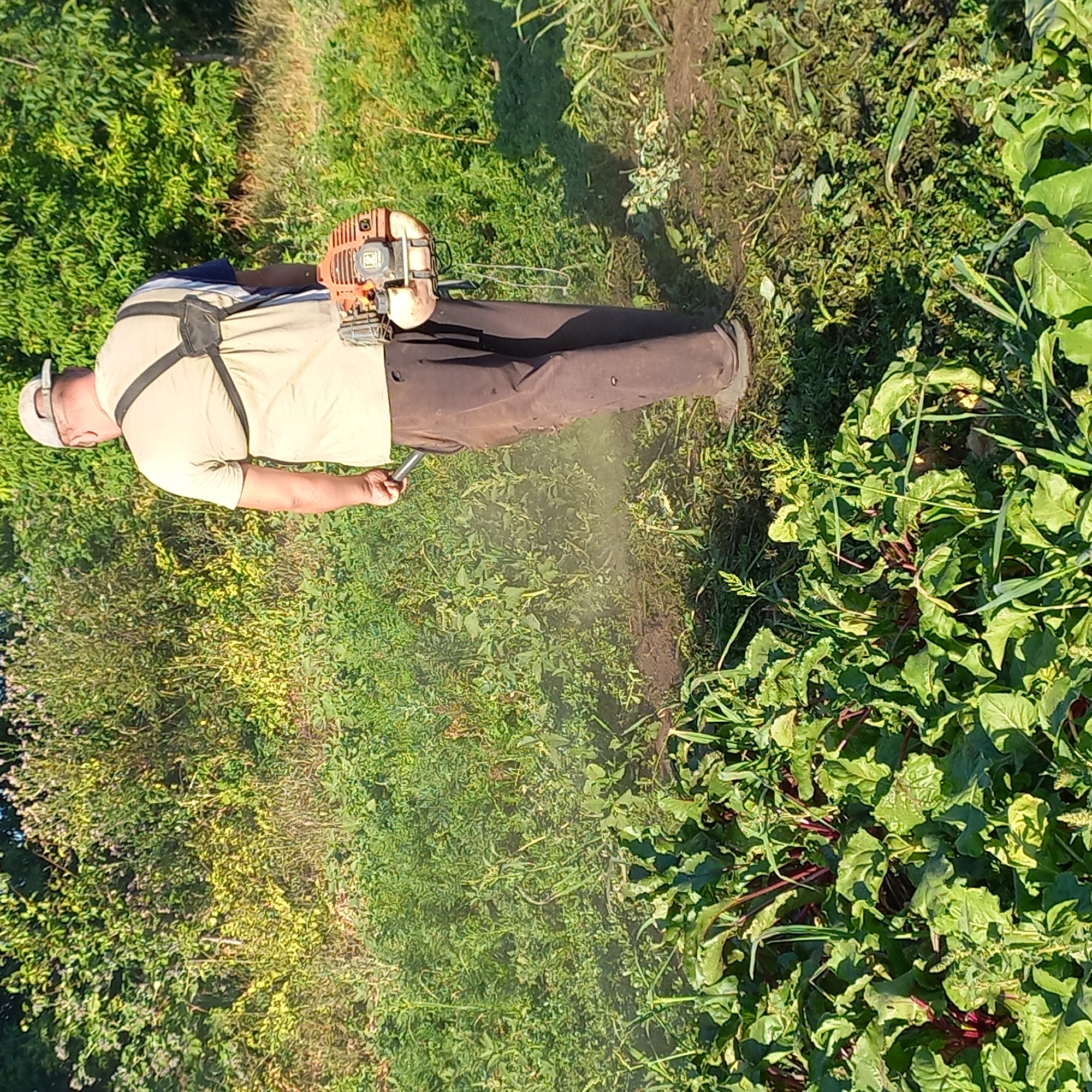 In Klyntsi, Ukraine, a man in a tan t-shirt, brown pants, and a light-colored baseball cap operates a string trimmer in an overgrown field. He is wearing a harness with a gas-powered string trimmer attached to his lower back. The trimmer is orange and black. The man is facing away from the camera, towards a dense area of green vegetation and trees in the background. In the foreground, there are rows of leafy green plants with red stems, likely beets. The ground is a mixture of soil and cut grass. Sunlight illuminates the scene, casting shadows and highlighting the dust kicked up by the trimmer.