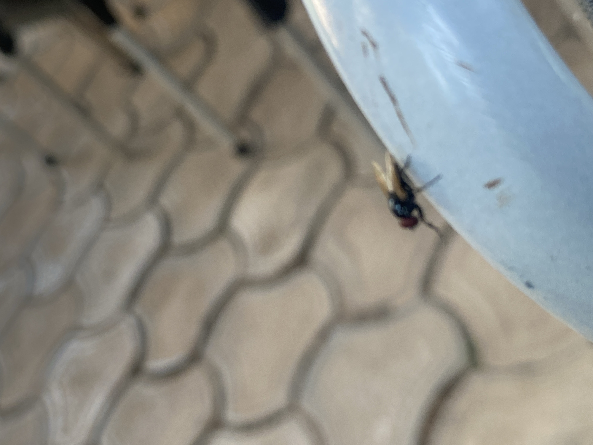 A fly with dark body and reddish eyes is perched on a light blue cylindrical object. The background shows a textured surface resembling paving stones. The image is slightly out of focus. The location is Barden Yana, Nigeria.
