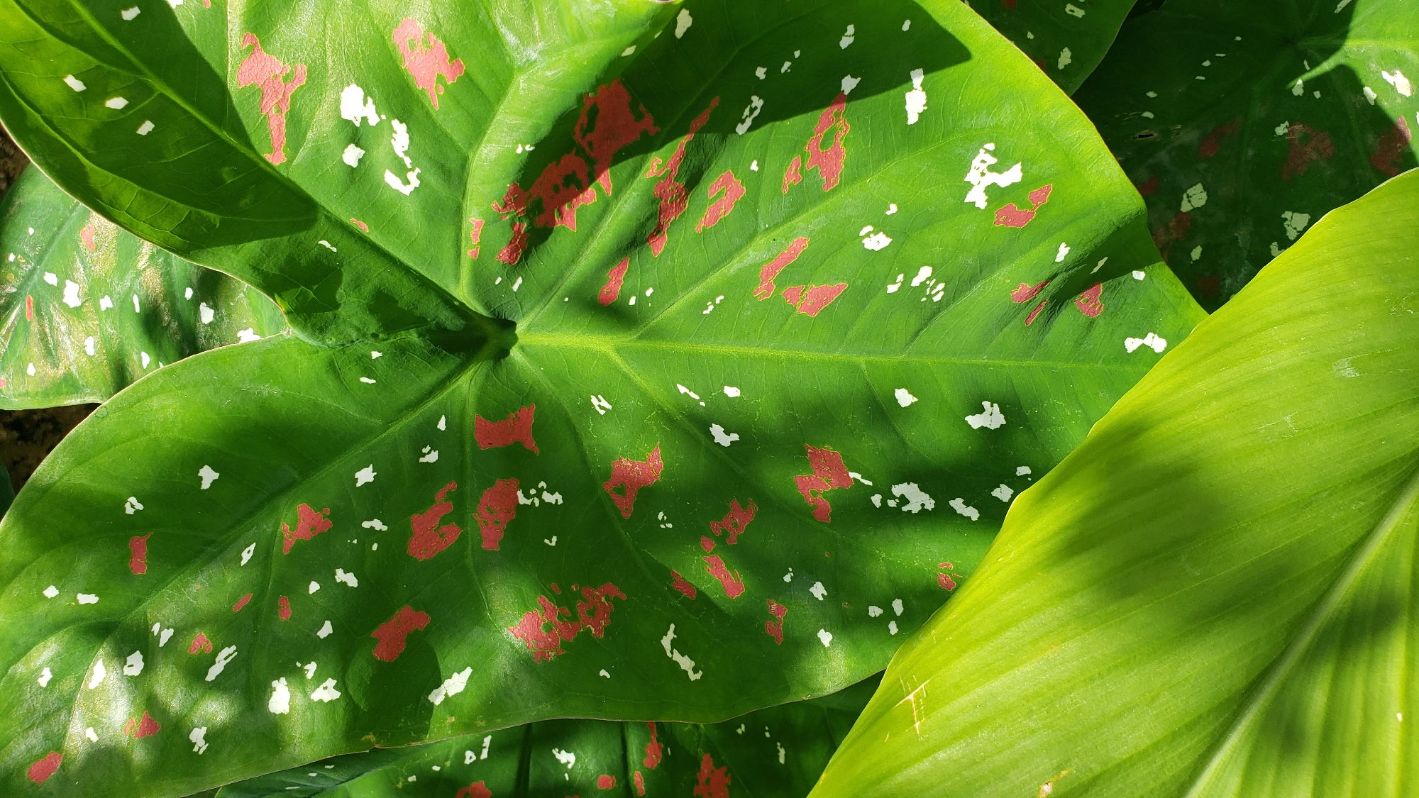 The image displays a close-up, overhead view of several large, vibrant green leaves with red and white speckles. One prominent leaf in the center is heart-shaped and exhibits distinct red and white splotches across its surface. Another broad, smooth green leaf occupies the foreground, angled upwards from the left side of the frame, partially obscuring the central leaf. The lighting suggests direct sunlight, casting shadows on the leaves and highlighting their textures. The leaves are likely part of a plant found in a tropical or subtropical environment. There are no people or discernible human activity in the image. The location is specified as Sabon Tasha, Nigeria, suggesting an outdoor setting within this urban area.