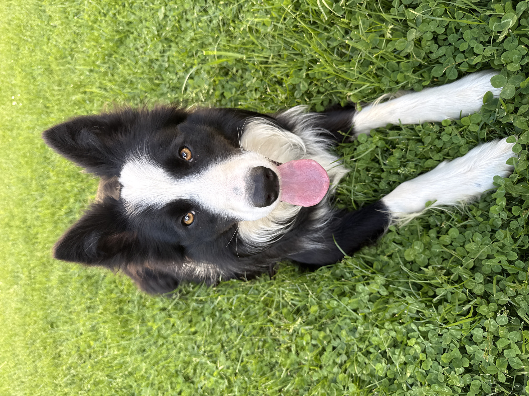 A black and white Border Collie dog lies on its back in a field of green grass and clover. The dog is facing the camera with its tongue sticking out. Its front paws are extended upwards. The exact location within Berkovitsa, Bulgaria is not discernible from the image.