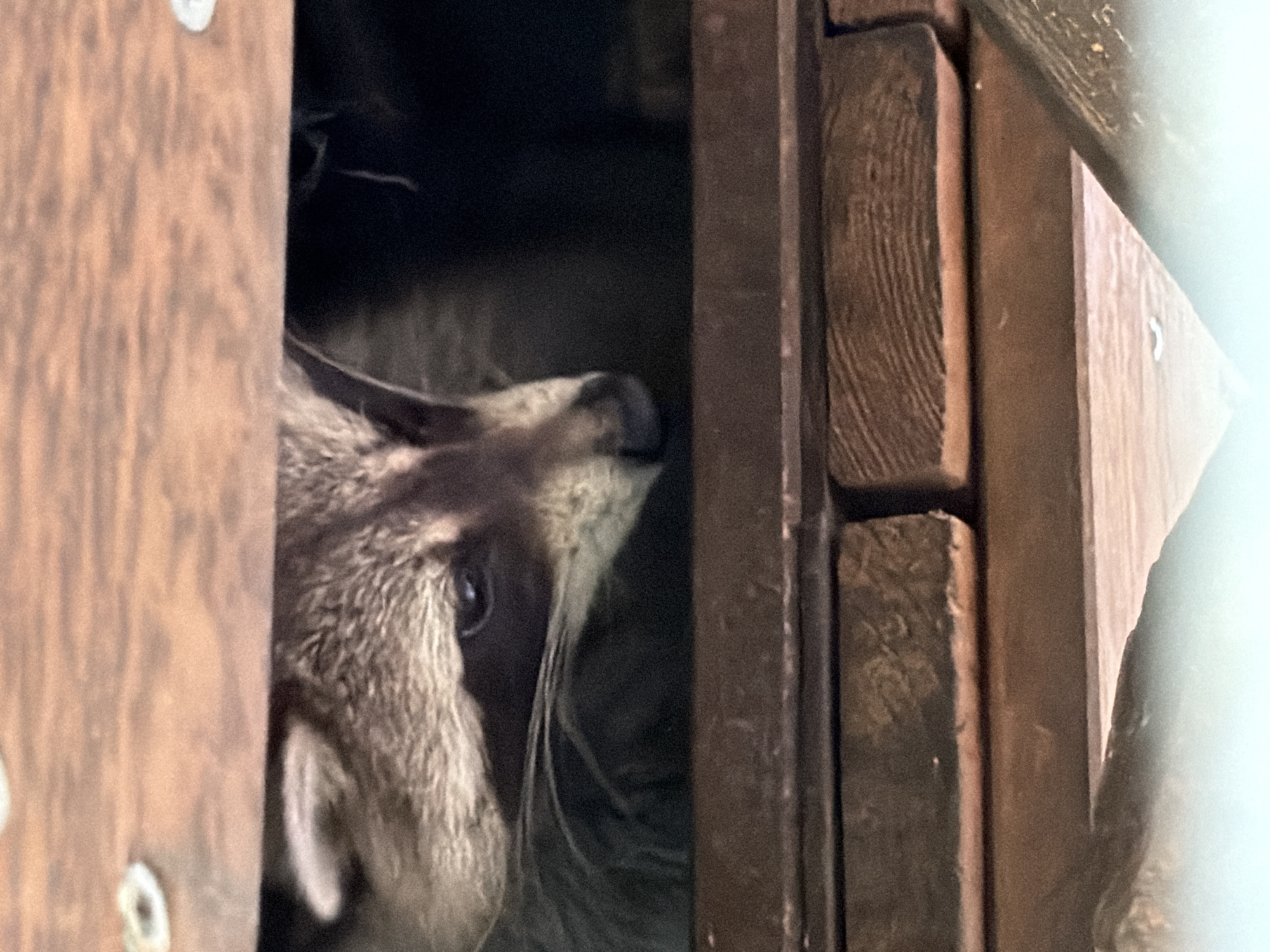 A raccoon is peeking out from a gap between two wooden structures in an outdoor setting. The raccoon's face, including its distinctive eye mask and fur markings, is visible. The background is dark, suggesting a shadowed area. The wooden structures appear to be made of planks, and the overall scene suggests an urban or suburban environment within the city of Esch-sur-Alzette, Luxembourg.