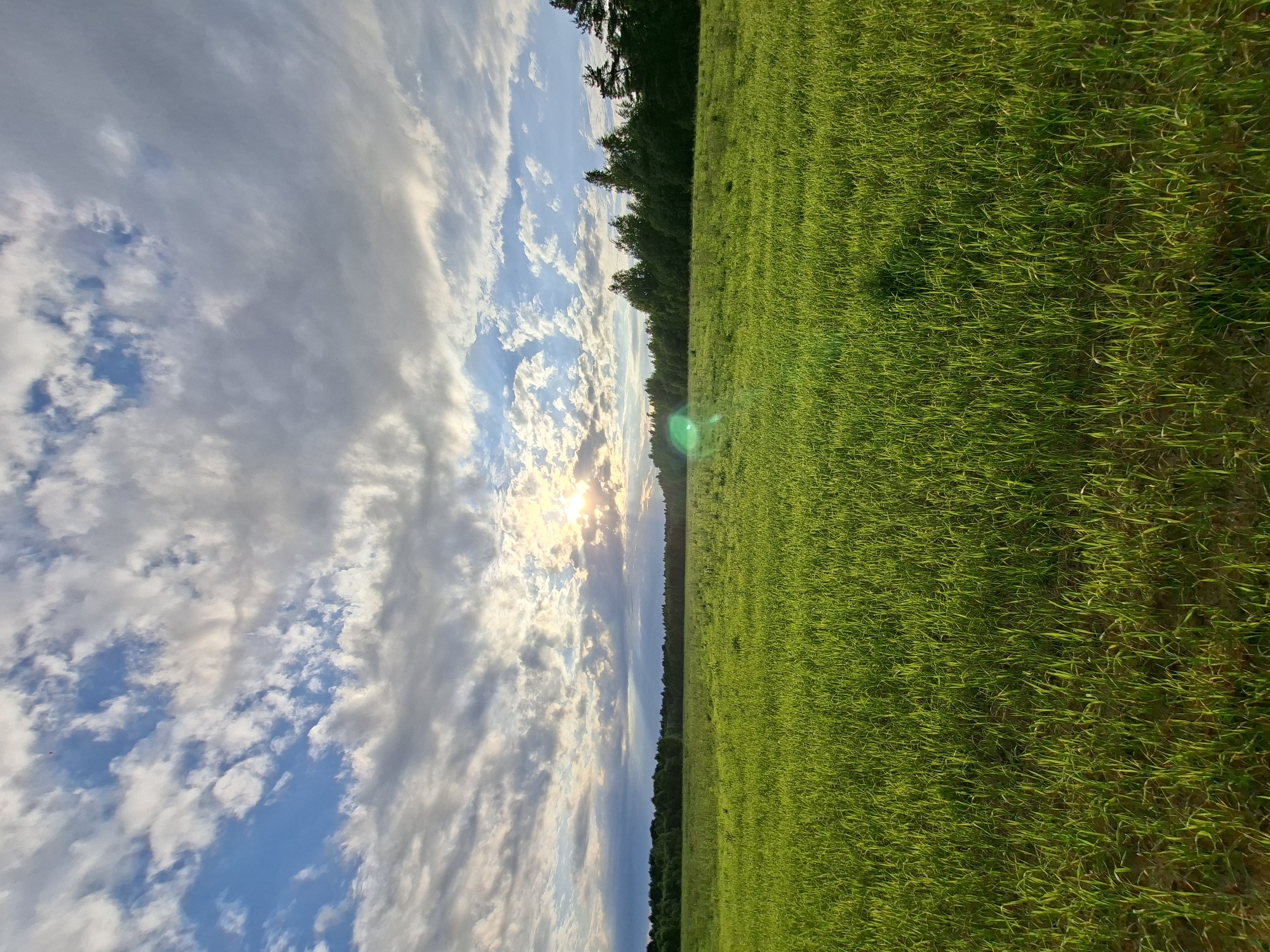 A vertical, low-angle shot captures a vibrant green field stretching towards a distant treeline under a dynamic sky. The sun, positioned on the left side of the frame, shines brightly through scattered clouds, casting a warm glow on the scene and creating lens flare. The clouds are a mix of white and grey, with some appearing wispy and others more dense, suggesting a partly cloudy day. The field itself is lush and verdant, with individual blades of grass clearly visible, indicating a close-up perspective of the vegetation. A dark line of trees forms a boundary between the field and the sky. The overall impression is one of natural beauty and tranquility. The time of day appears to be late afternoon or early evening, given the angle of the sun and the warm lighting. The location cues of a field and treeline are generic and do not provide specific identifying features. No people, objects, or text are visible in the image.