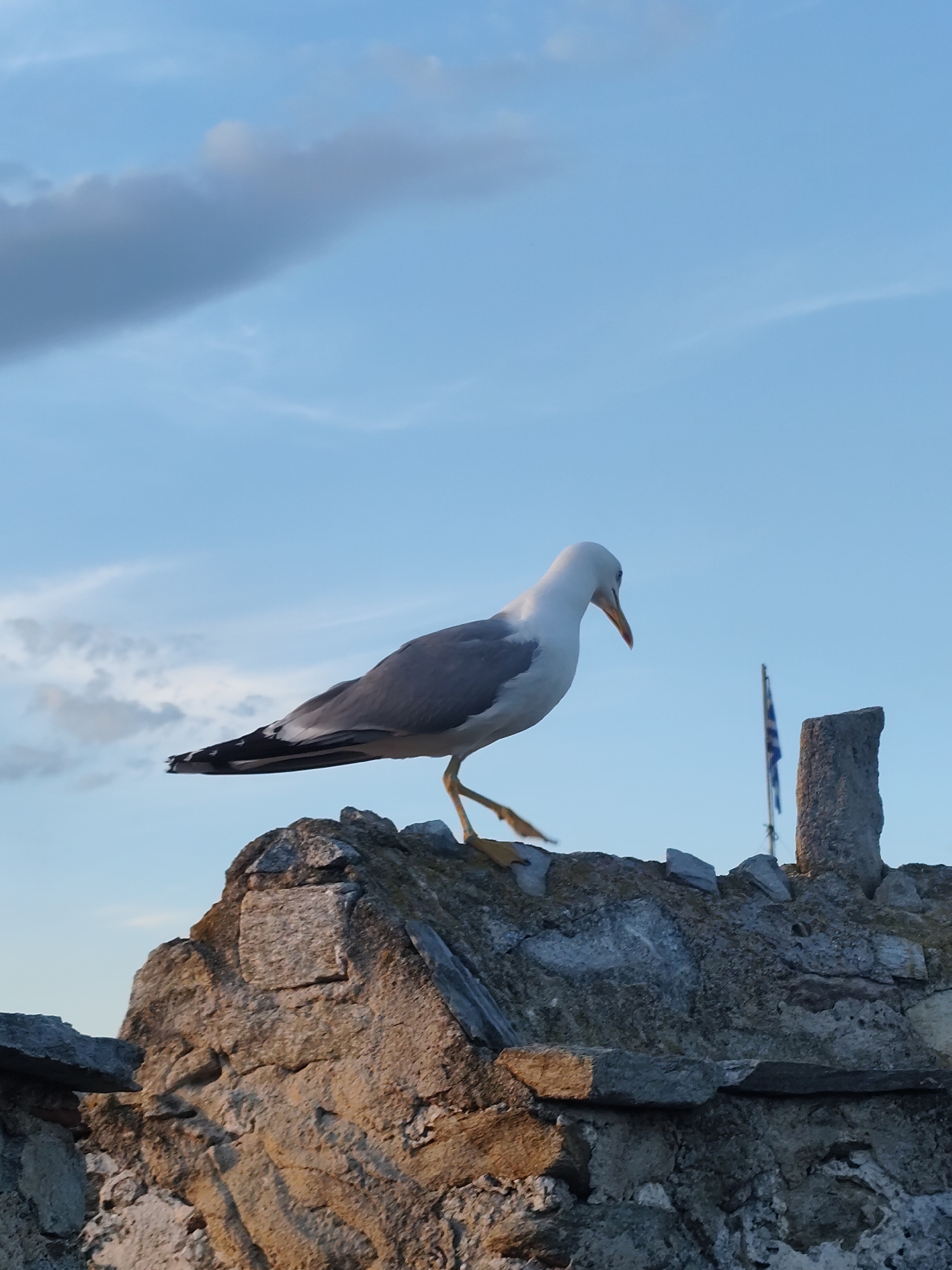 A seagull with white and gray feathers stands on a rough, stone-built wall. The seagull is facing to the right, with its beak slightly lowered. Its right leg is extended forward, and its left leg is bent, suggesting it is in motion. Behind the seagull, a Greek flag is visible, fluttering gently, and a stone pillar stands to the right of the flag. The sky is a clear blue with some scattered clouds. The image is likely taken in Kavala, Greece, given the presence of the Greek flag and the architectural style of the stone wall, which could be part of an old fortification or building.