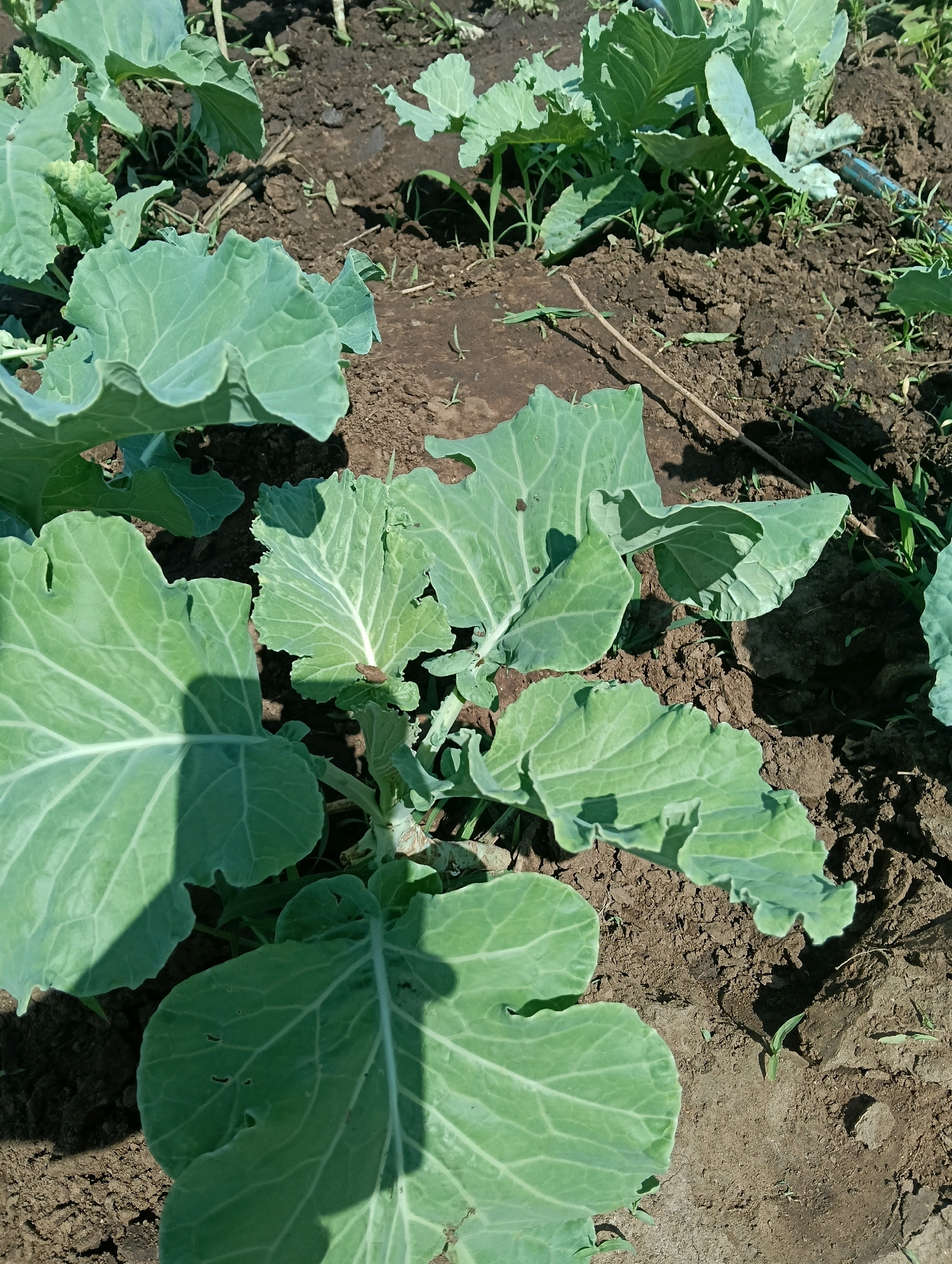 A close-up, high-angle shot shows a patch of young cabbage plants growing in dark soil. The broad, light green leaves of the cabbage plants, with prominent white veins, are the main focus. Some leaves are crinkled and ruffled along the edges, while others are smooth and rounded. The soil appears dry and crumbly, with small pebbles and dried plant matter scattered throughout. A few small, green shoots are visible emerging from the soil between the cabbage plants. The scene is likely located in a rural area given the agricultural context. The image does not depict any people or specific urban features.