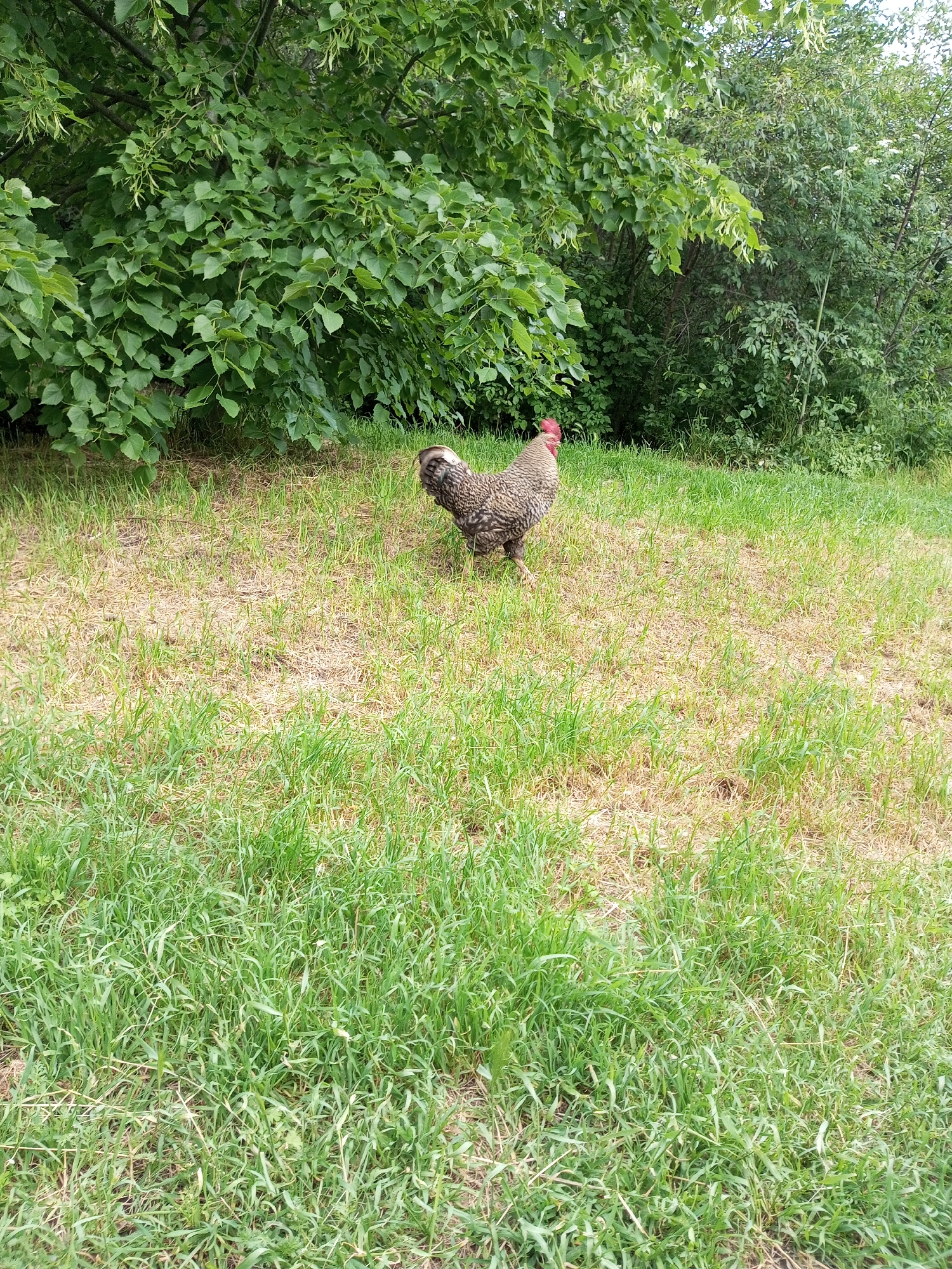 A lone chicken stands on a patch of dry grass in a yard. The chicken is dark brown and white speckled with a red comb on its head. Behind the chicken, there is a dense green bush and trees, obscuring the rest of the yard.