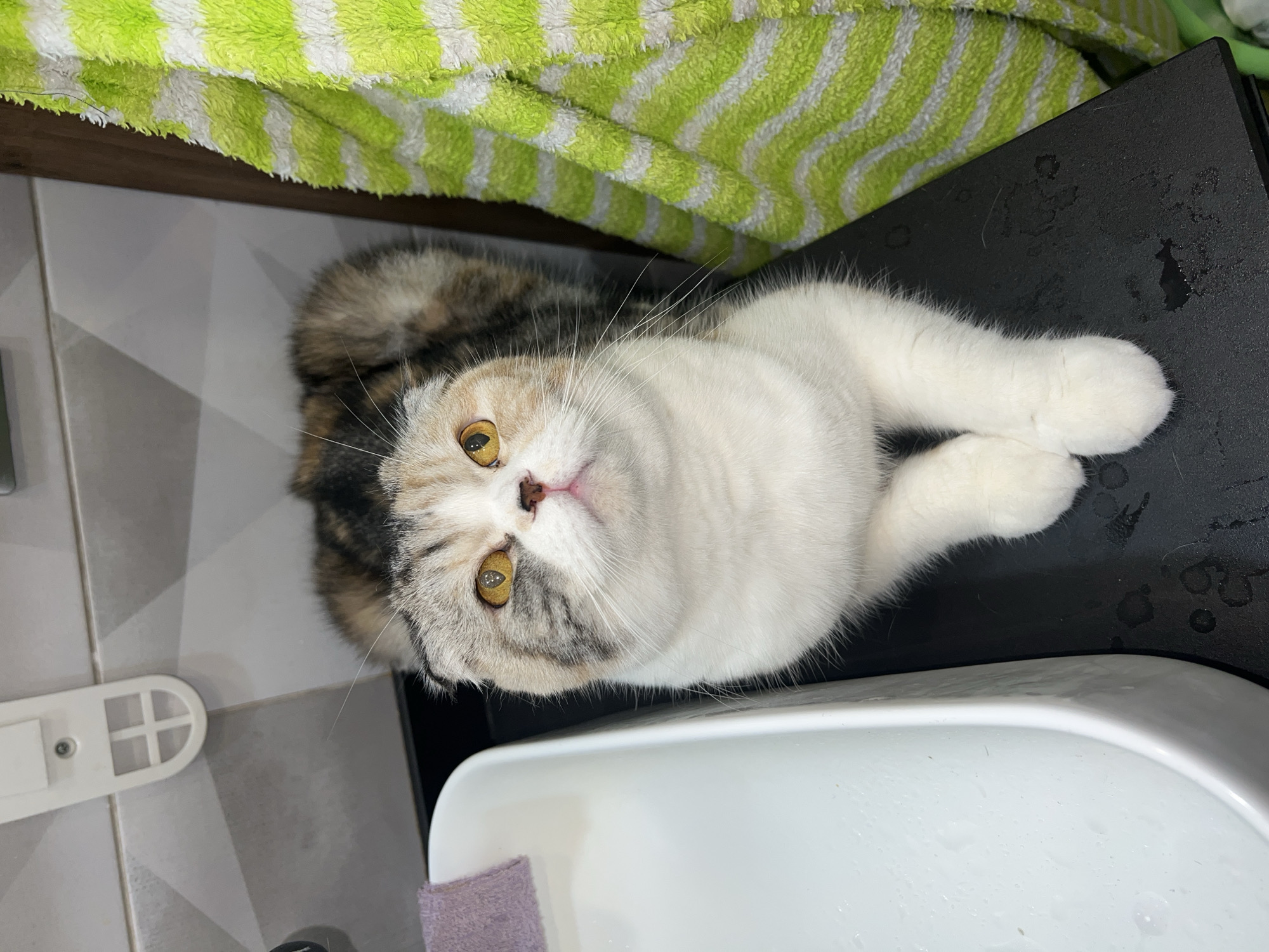 A Scottish Fold cat is lying on its back on a black surface. The cat has a white chest and paws, with brown and grey markings on its head and back. It is looking directly at the camera with yellow eyes. A green and white striped towel is visible in the background. Part of a white sink is in the lower right corner. The background includes gray tiles and a white object with a cross design. There is no evidence to place the image in Noviy, Russia.