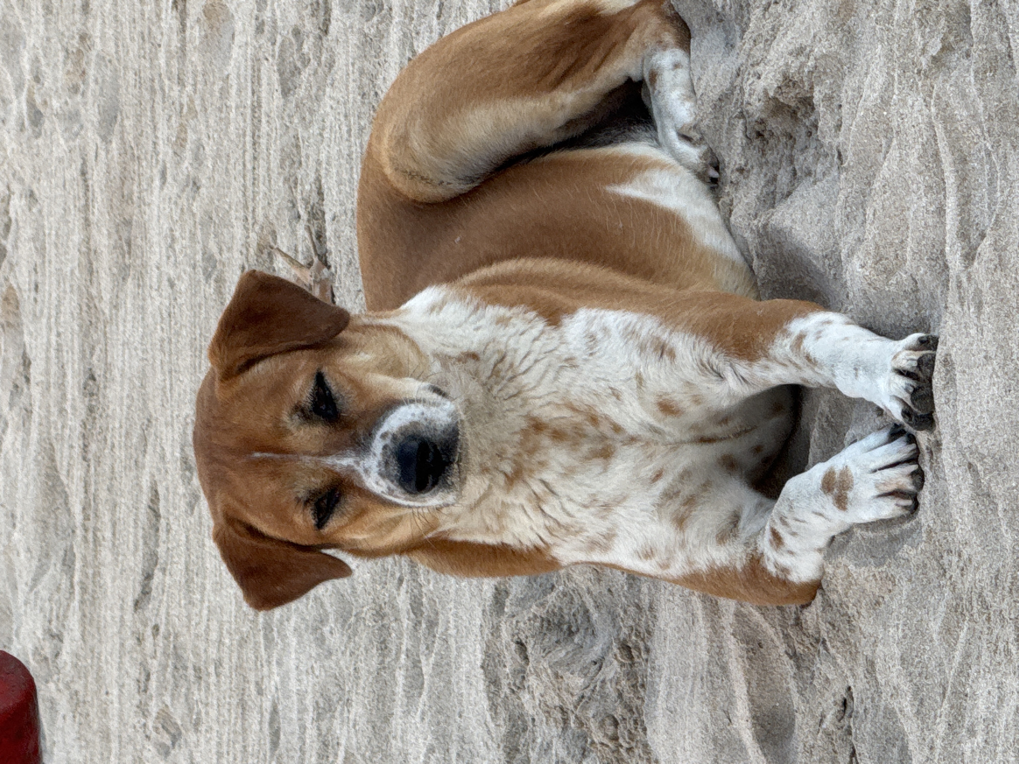 A medium-sized dog with brown and white fur is lying on a sandy beach. The dog is facing the camera with its head slightly tilted. Its eyes are partially closed, giving it a relaxed appearance. The sand is light brown and appears to be wet in some areas, with some footprints visible. In the upper left corner of the image, a portion of a red object, possibly a ball or a piece of fabric, is visible. The background is out of focus, but it suggests an outdoor setting. The lighting is natural, indicating it is daytime. The dog's body is relaxed, with its front paws crossed and its hind legs tucked underneath it. The overall scene conveys a sense of tranquility and relaxation.