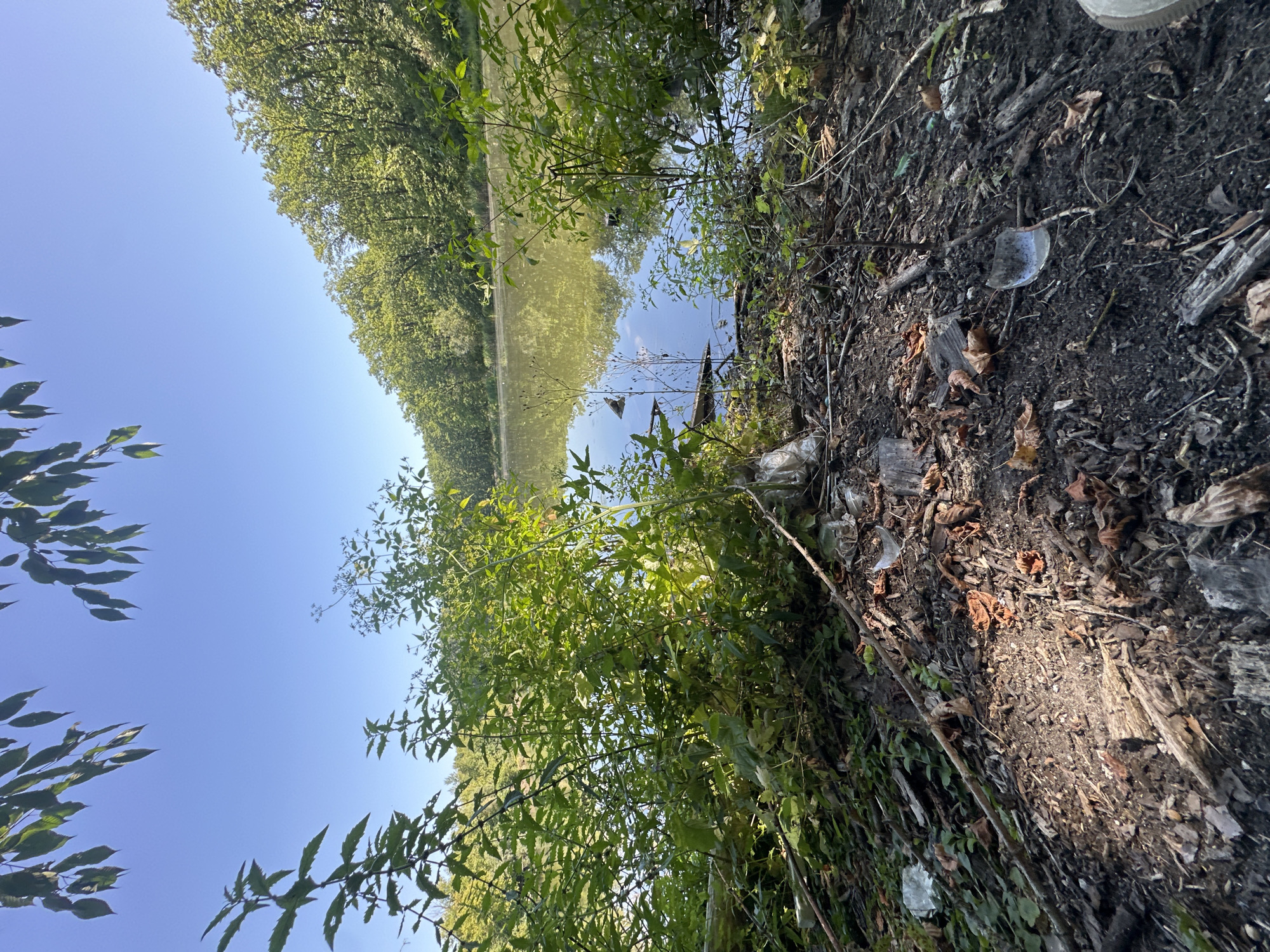 This is a photograph of a lake surrounded by trees, likely in Makiv, Ukraine, on a clear day. The foreground shows the muddy bank of the lake, littered with fallen leaves, twigs, and broken pieces of glass bottles. Green foliage and plants grow densely along the bank, with some branches extending into the frame from the top left. The lake itself is calm, reflecting the blue sky and the green trees on the opposite bank. There is no visible human presence or activity in the image. The scene appears to be an undeveloped natural area, with evidence of littering.