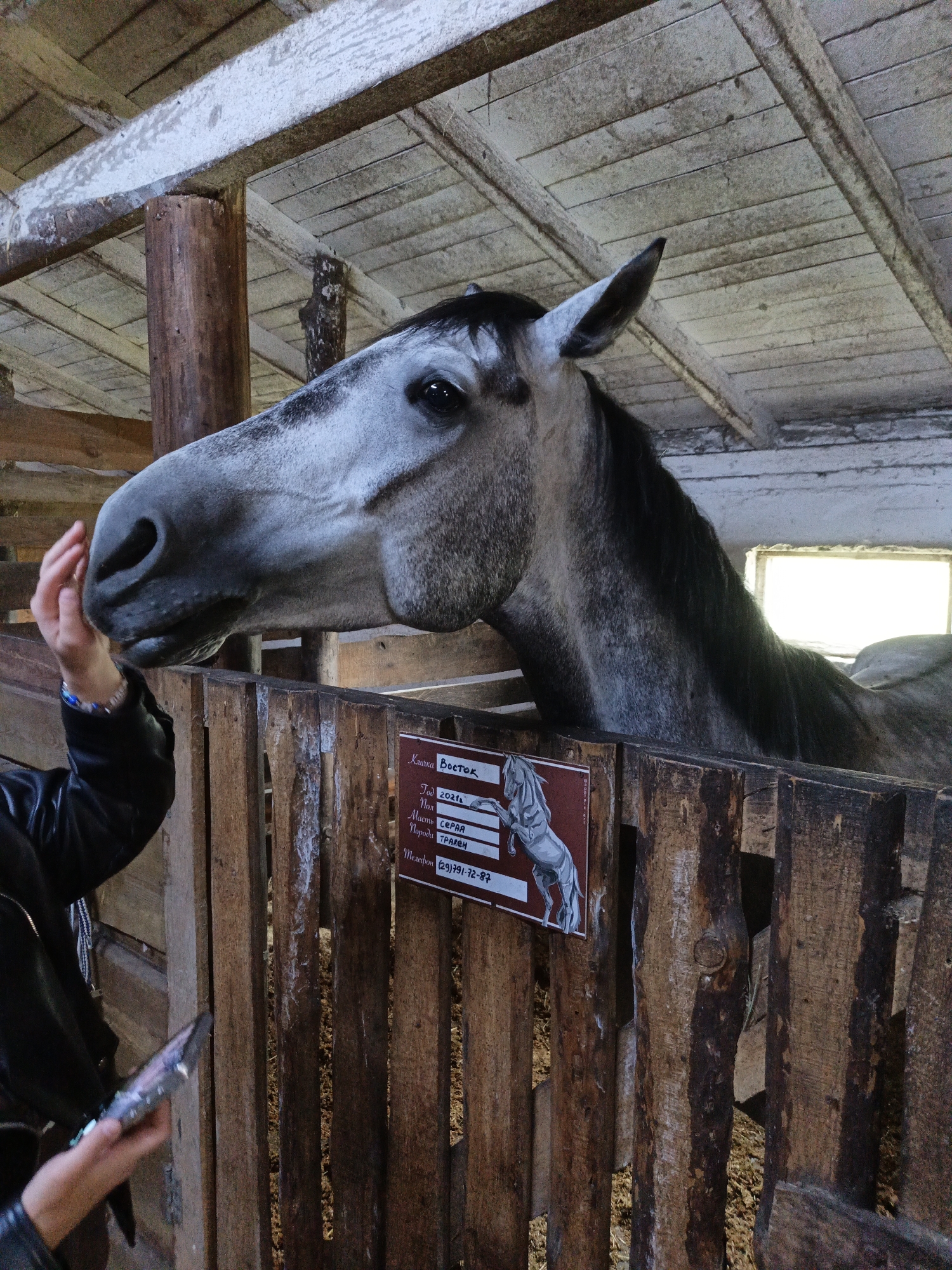 A grey horse with a black mane is in a wooden stable. A person's hand is visible, petting the horse. A sign with text and an illustration of a horse is attached to the stable's wooden fence. The text on the sign is in Russian and includes information about the horse, such as its name, year of birth, sex, color, and breed, as well as a phone number. The environment appears to be a rural or agricultural setting, likely a stable or farm, possibly located in the vicinity of Клейнікаўскі сельскі Савет, Belarus, given the Russian language text on the sign. The stable has a wooden roof and support beams.