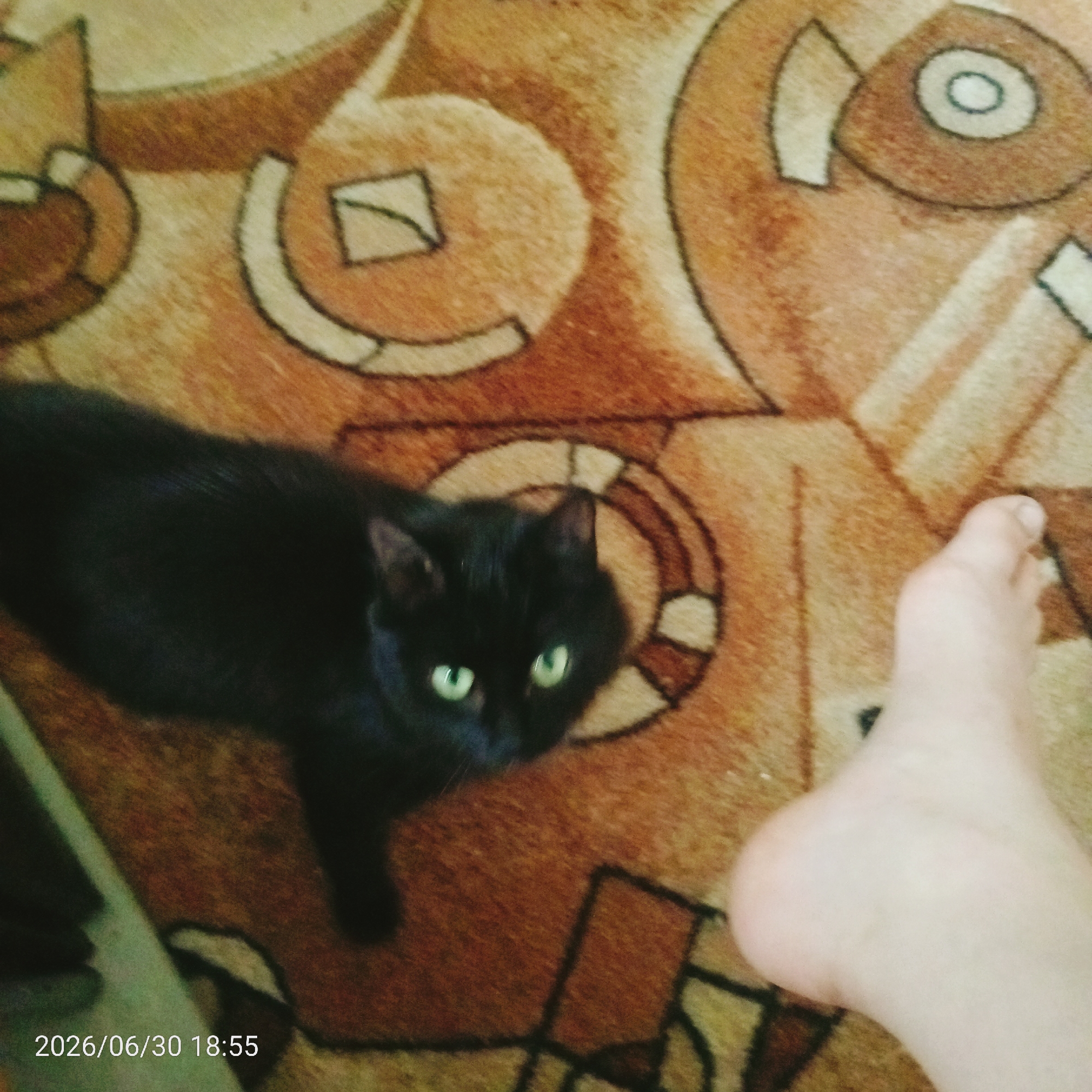 This media file features a black cat with bright green eyes on a brown and tan patterned carpet. To the right of the cat, a human foot is visible, suggesting a person is present, possibly taking the photo. The carpet has a geometric design with circular motifs and angular shapes. The lighting is dim, but the cat's eyes are clearly illuminated. The bottom left corner of the image displays the text "2026/06/30 18:55," indicating a date and time. The scene appears to be indoors, likely in a living space given the presence of a carpet. There is no indication of the weather or a specific external location. The overall mood is quiet and domestic, with the cat's gaze directed towards the viewer or the person taking the photo.