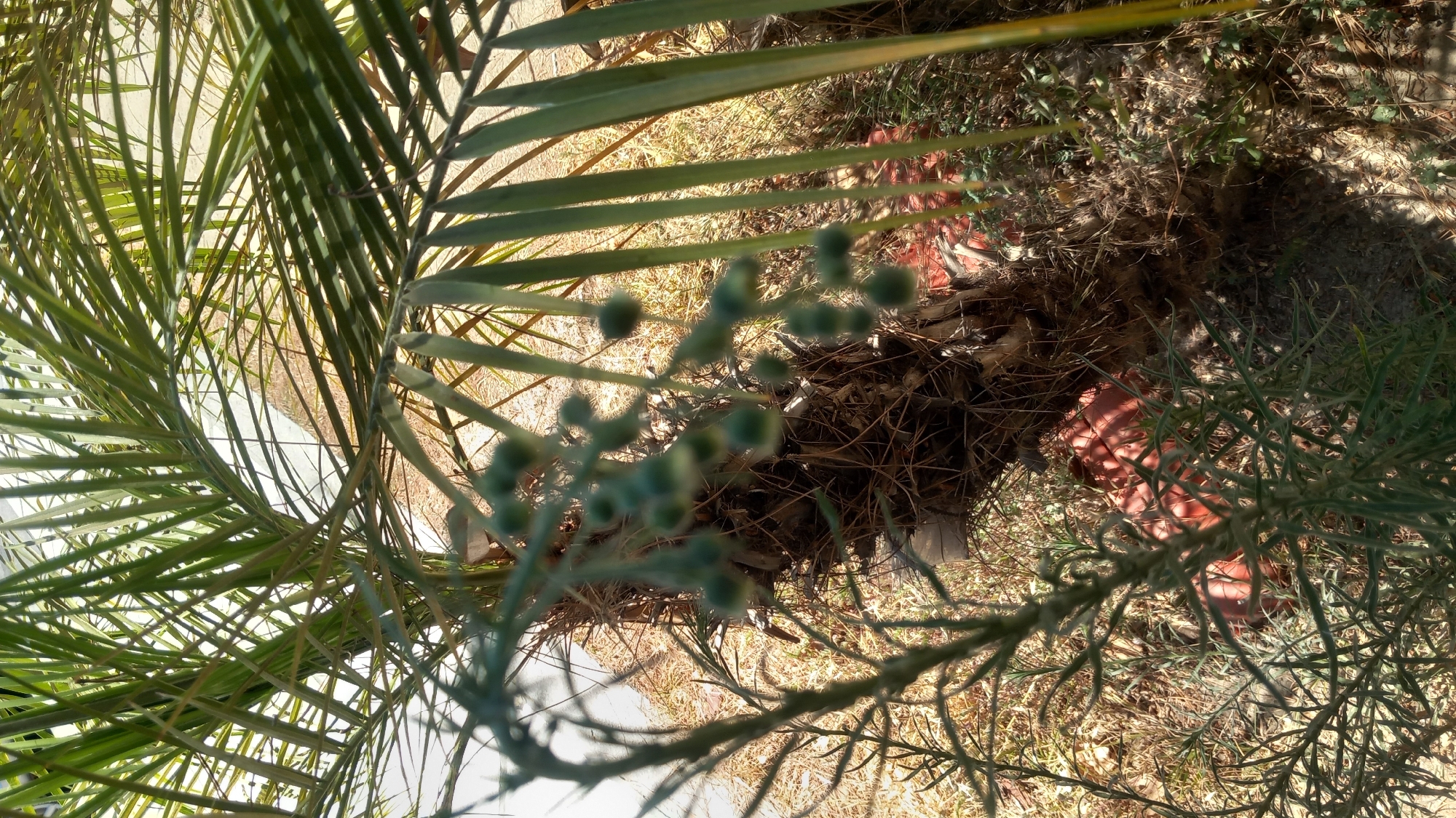 The image shows a close-up of a palm tree trunk with its fronds visible in the foreground and background. Several clusters of small, green, unripe berries hang from a stem among the fronds, obscuring the lower part of the trunk. The trunk is rough and covered in fibrous material. In the lower right section of the image, a bright orange object, possibly a piece of plastic or a planter, is partially visible nestled in the dry, brown vegetation surrounding the base of the tree. The ground appears to be dry earth and dead grass, indicative of an outdoor, possibly arid environment. The lighting suggests it is daytime, with shadows casting across the scene. The overall impression is one of a natural, outdoor setting within a garden or public space. The specific location is not discernible from the image itself, but the request places it in the city of Kos, Greece.
