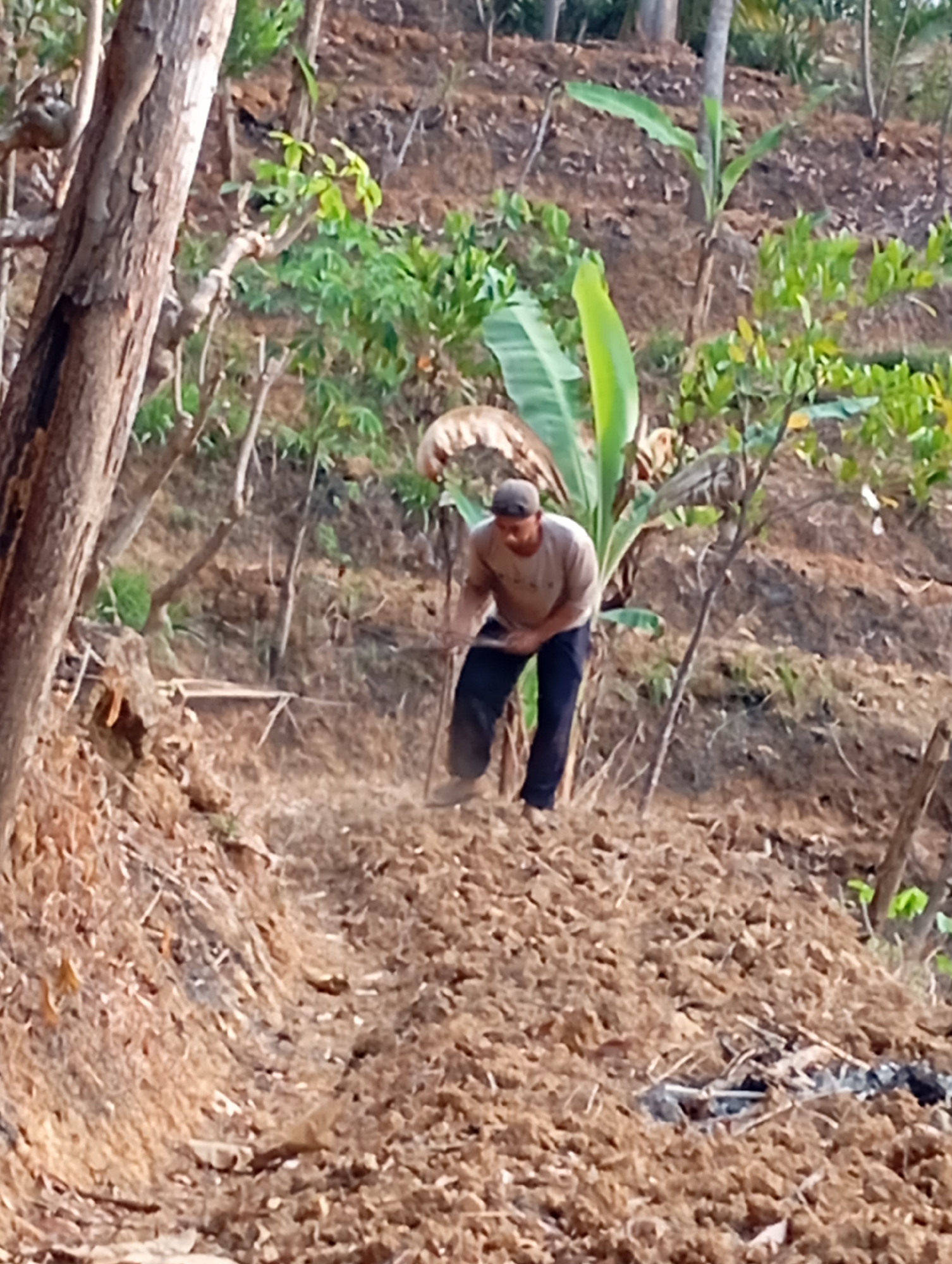In Ketepung, Indonesia, a lone individual is engaged in manual labor on a terraced, agricultural hillside. The person, wearing a light-colored shirt, dark pants, and a cap, is bent over and appears to be working the soil with a tool, possibly a hoe, as indicated by the scattering of dirt around them. The terrain is steep and appears to be recently tilled, with dry earth and some scattered organic debris. Vegetation, including banana plants and other leafy green foliage, is visible on the slopes, suggesting an active farming environment. The sunlight casts shadows, indicating it is likely daytime. The overall scene depicts agricultural activity in a rural Indonesian setting.