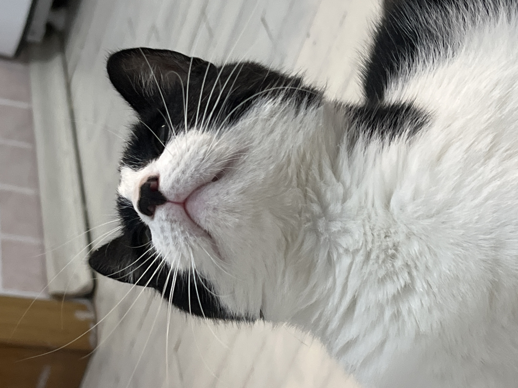 The image shows a close-up, head-and-shoulders view of a black and white cat looking upwards. The cat has long white whiskers that fan out from its muzzle. Its fur is predominantly white on its chest and neck, transitioning to black markings on its head and ears. The background is out of focus and appears to be an indoor setting with light-colored flooring and a blurred object that could be furniture or a wall. There is no indication of Smolenskaya, Russia, or any specific city location.
