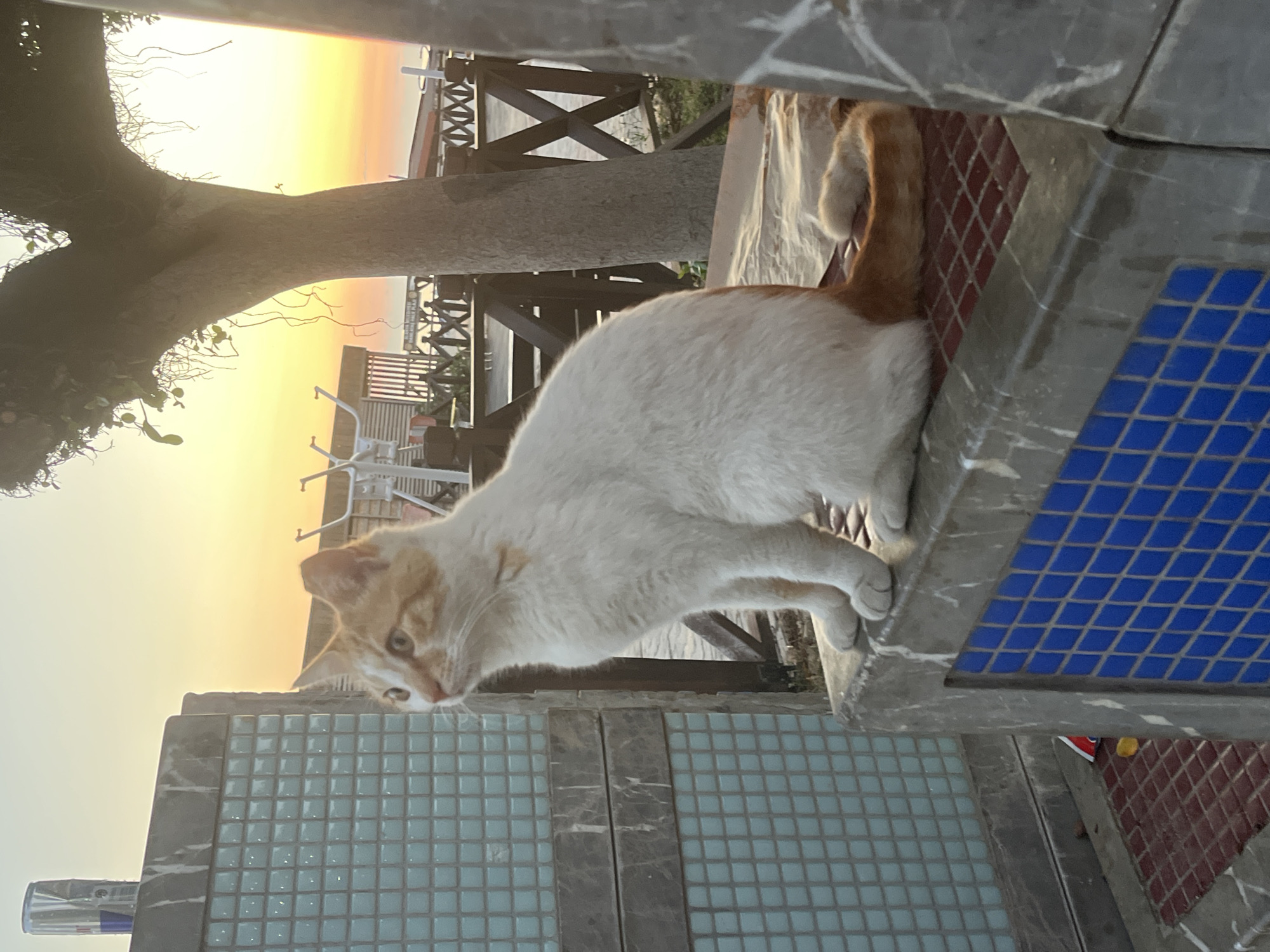 A medium-shot image shows a ginger and white cat perched on a structure with blue mosaic tile work and a marble-like finish. The cat is in focus, with its head turned to the left of the frame and its body oriented towards the right. The background reveals a bright sunset sky and glimpses of a wooden structure and outdoor exercise equipment. This photo was taken in Alanya, Turkey, near the coast.