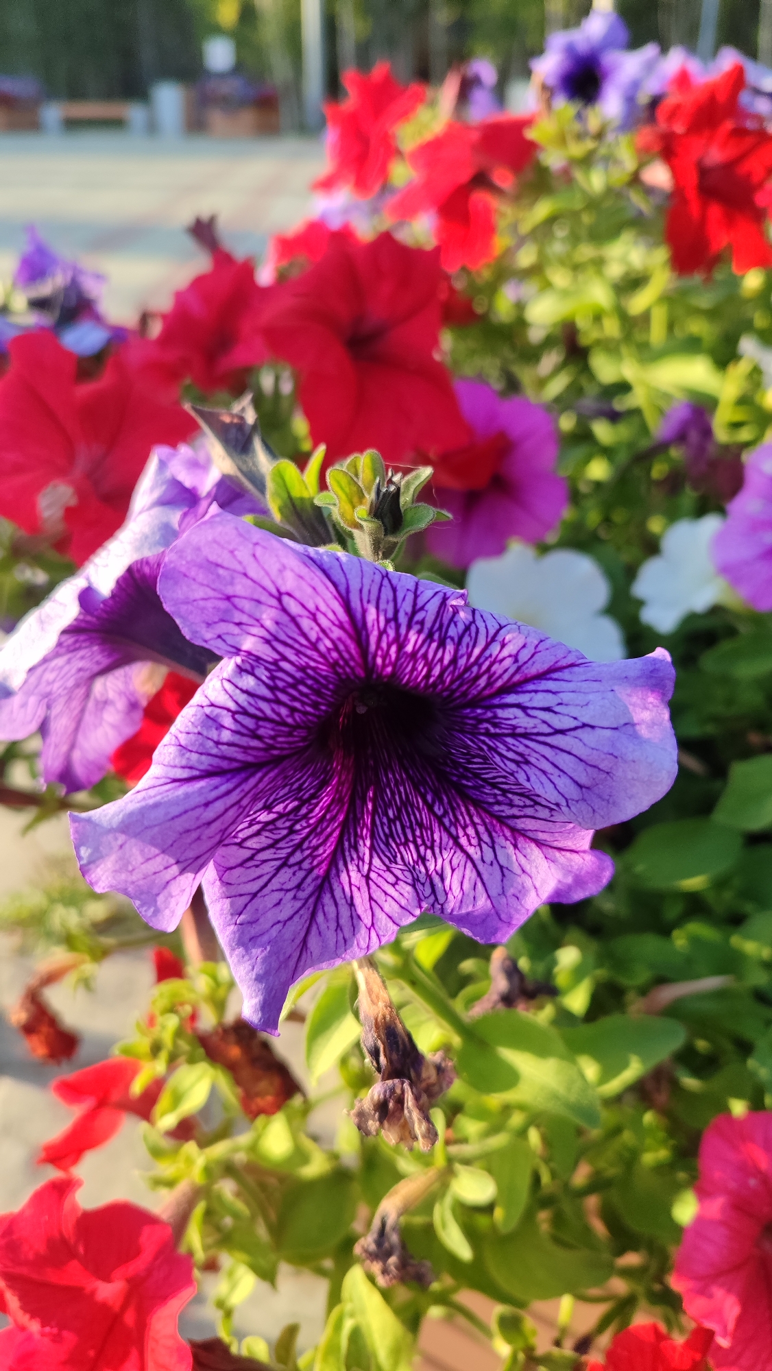 A close-up, vertical, eye-level shot captures a cluster of vibrant petunias in bloom. The foreground is dominated by a large, purple petunia, its delicate petals intricately veined with a darker purple. To its left, another purple petunia is partially visible. Behind these, a mix of red and fuchsia petunias create a colorful backdrop, with a few white flowers interspersed. The leaves are a healthy green, catching the sunlight. The background is softly blurred, showing hints of a park-like setting with paving stones, benches, and trees, suggesting an outdoor urban environment. The image appears to have been taken in Mirny, Russia, based on the metadata.