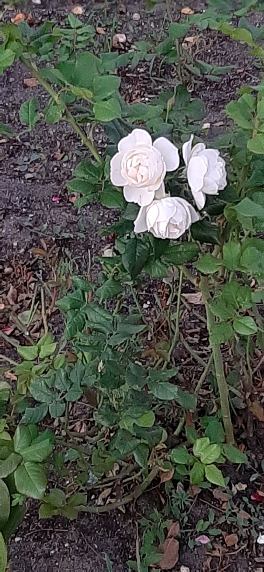 A close-up, eye-level shot focuses on a cluster of light-colored roses with green foliage against a dark, textured background of soil and dried leaves. The roses, varying in fullness from tightly budded to fully bloomed, are the primary subjects. Their petals are delicate and appear to be a pale pink or white, with some tinges of darker color in the center of the most open blooms. The green leaves are lush and varied in size and shape, some appearing smooth and others slightly serrated. The ground cover is a mixture of dark soil, small pebbles, and scattered dry brown leaves, some of which are curled and brittle. There are no people or animals visible in the frame. The lighting is soft, suggesting it might be early morning or late afternoon, with no harsh shadows. The overall impression is one of natural beauty and a quiet garden setting.