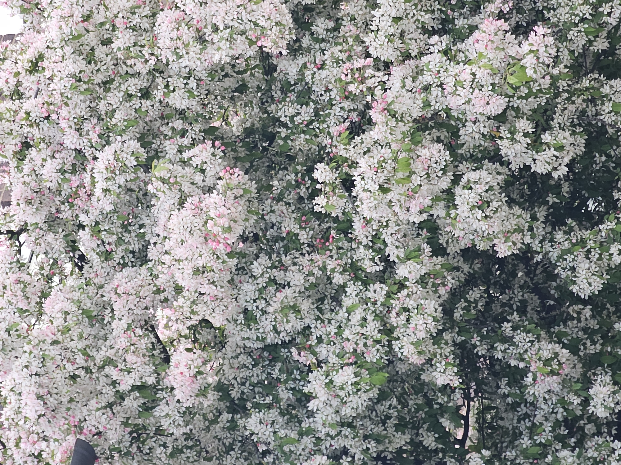 The image presents a dense canopy of flowering trees, likely crabapples, in full bloom. The blossoms are predominantly white, with delicate hints of pink. The leaves are small and green. The overall impression is one of abundance and vibrancy. The location, Holywell, United Kingdom, is inferred. No people or specific objects are visible, apart from the flowers and leaves. The interaction is minimal, depicting a natural scene.