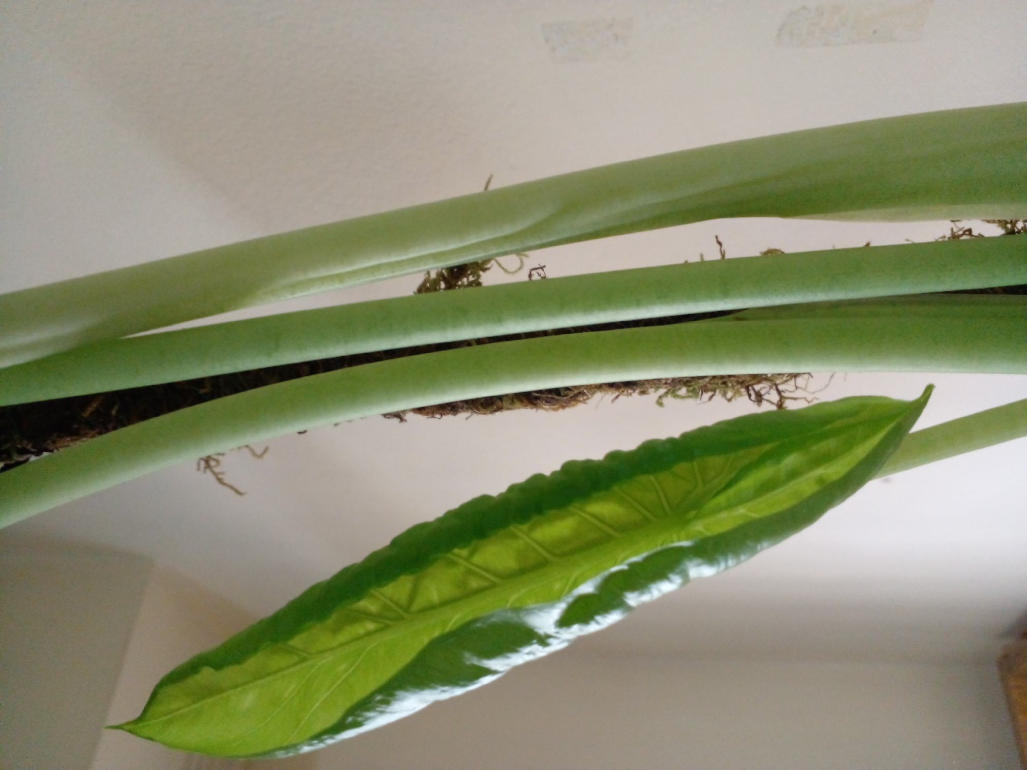 The image shows a close-up of a plant with large, glossy green leaves and thick, green stems. The plant appears to be aroids, possibly an alocasia. The leaves are elongated and have prominent veins, with a lighter green stripe running down the center of the visible leaf. The stems are smooth and round, and there is some moss attached to the stems, suggesting it might be a climbing or epiphytic plant. The background is a plain, light-colored wall, possibly an interior wall of a house. The lighting suggests an indoor environment, likely during the day, with natural light coming from an unseen source. The scene is static, with no people or animals visible. The composition is focused on the plant's textures and colors, with the background serving as a neutral backdrop. The image was taken in Unknown, Unknown.