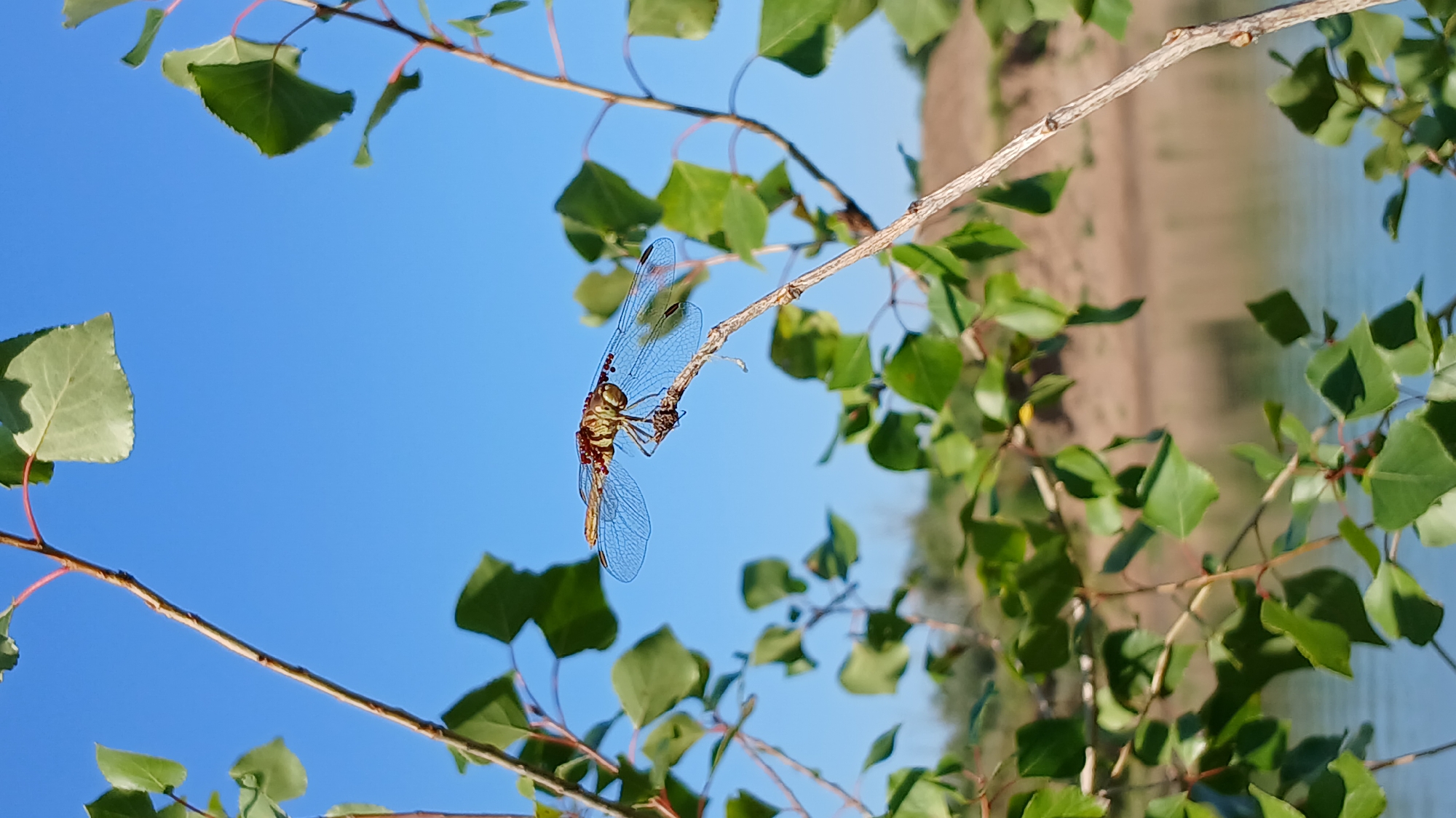 In Oral, Kazakhstan, a dragonfly with prominent wings and a reddish-brown body is perched on a thin, dry branch. The dragonfly is positioned in the center of the frame, with its body oriented horizontally. Its wings are translucent with visible veins and small red markings along the edges. The background consists of a clear blue sky above and a body of water below, with a sandy bank visible in the distance. Lush green leaves from a nearby tree frame the dragonfly and the surrounding landscape. The lighting suggests it is daytime with sunlight illuminating the scene.