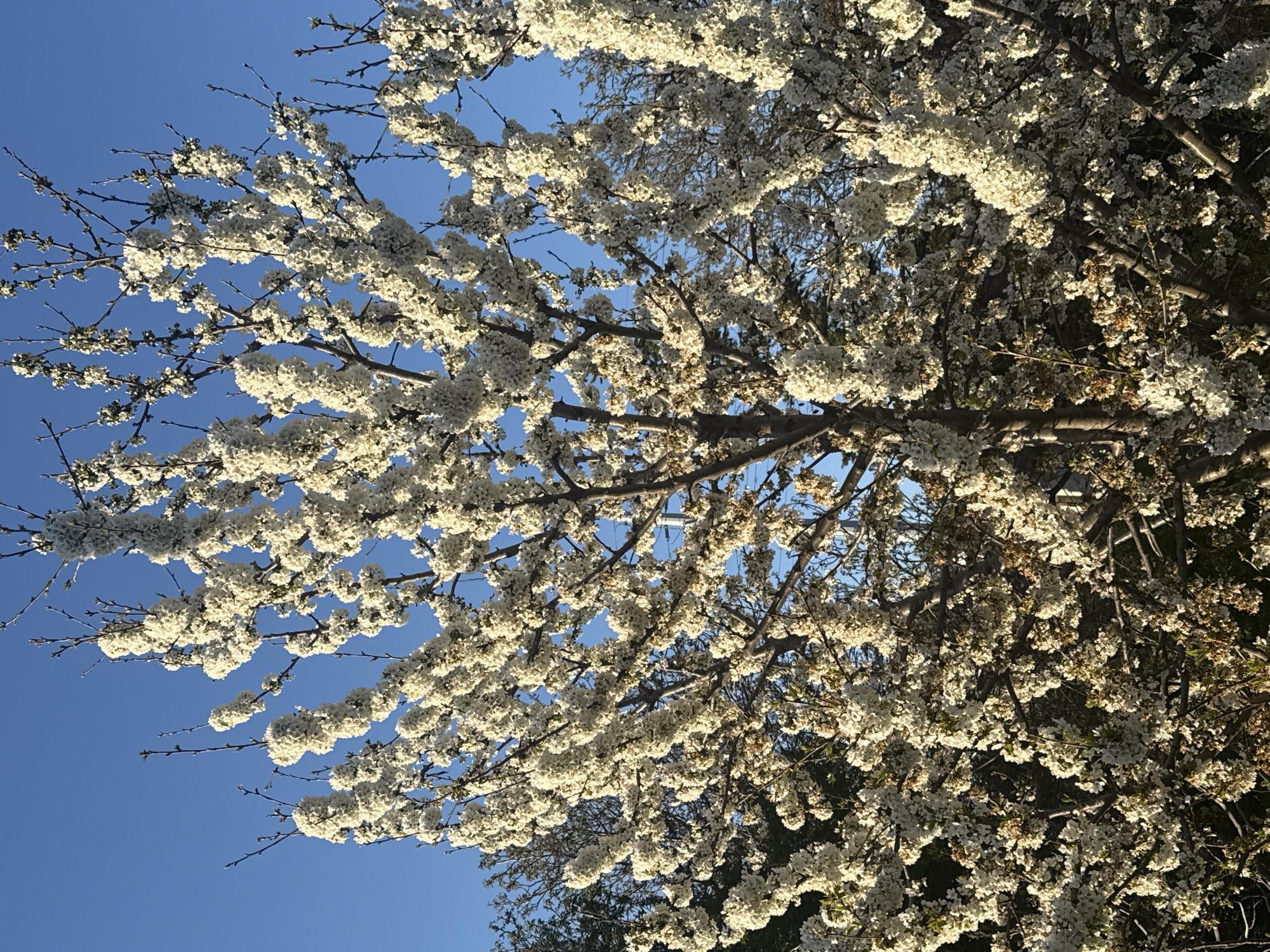 From a low angle, the image depicts the dense canopy of a flowering tree set against a clear blue sky. The tree's branches are covered in clusters of small, white blossoms, creating a voluminous and textured effect. Some branches are more prominent than others, revealing their dark, woody structure. The bright sunlight illuminates the blossoms, casting soft shadows and highlighting the delicate details of the petals. In the lower portion of the frame, glimpses of darker foliage suggest the presence of other trees or shrubs in the background. The location is Unknown, Unknown.