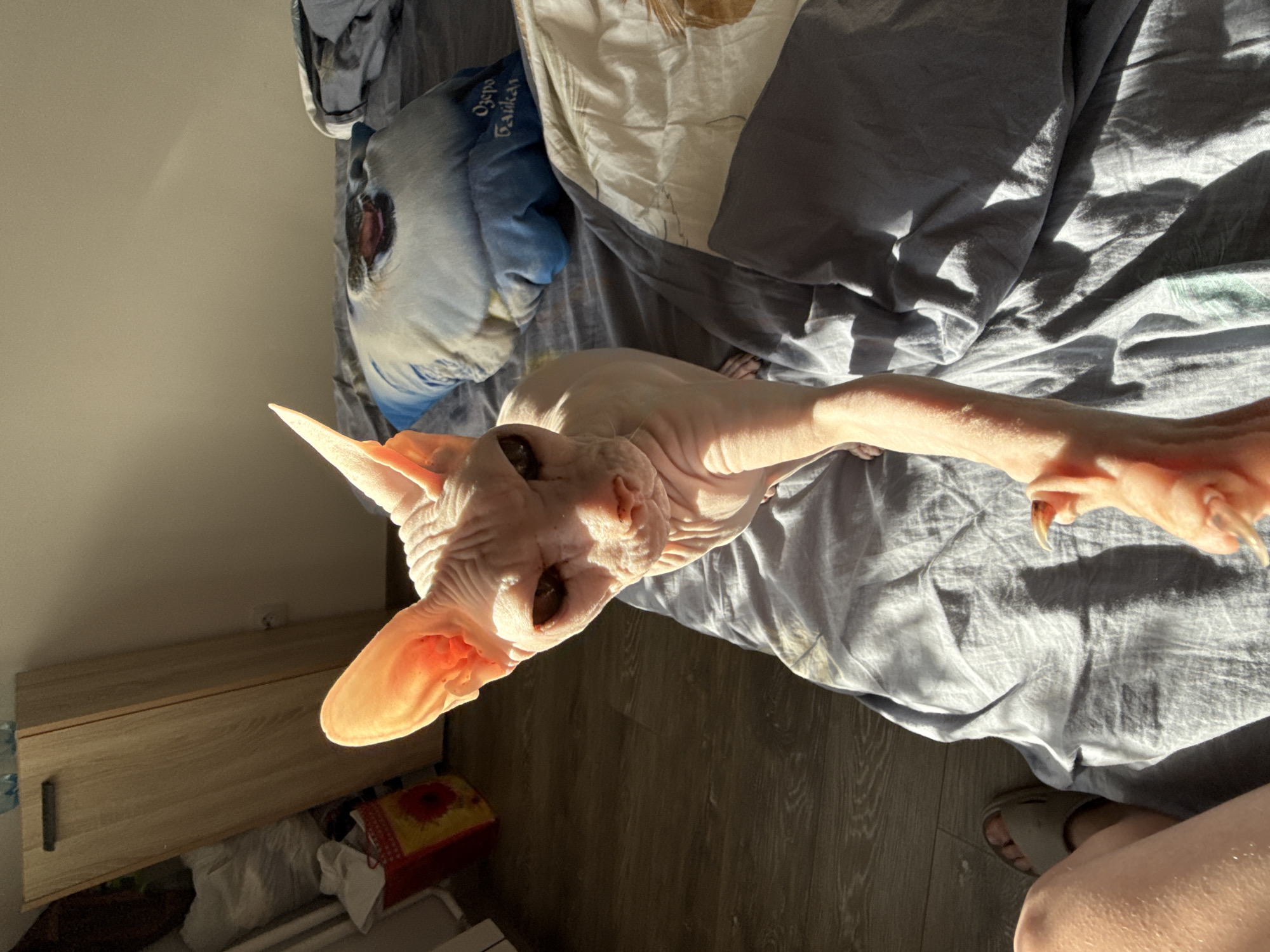 A Sphynx cat lies on a bed covered with gray bedding and several pillows. The cat is light pink, with prominent wrinkles. A person's leg and foot in a sandal are visible in the lower right corner. A wooden cabinet or shelf with items underneath is in the lower left. The setting appears to be indoors, possibly a bedroom. There is no indication this is in Krasnoyarsk, Russia.