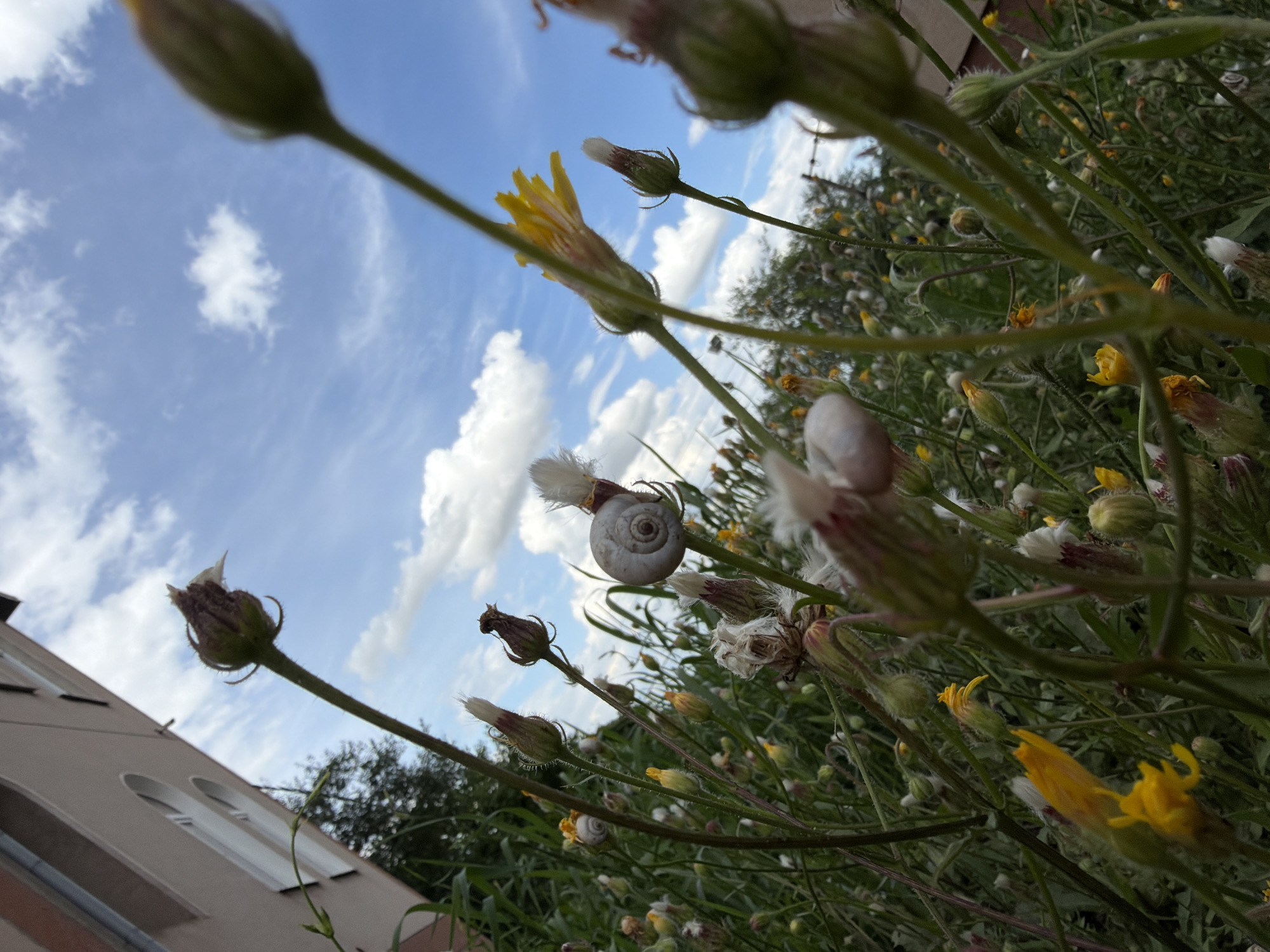 The image is a low-angle shot of a cluster of wildflowers with several small snails on them, set against a backdrop of a building and a blue sky with white clouds. The building appears to be an apartment building, with a section of its light-colored facade visible in the upper left corner, featuring arched windows. The flowers are primarily in bud or partially bloomed, with some showing yellow petals and others with white fluffy tops. Two snails, with visible spiral shells, are perched on flower stalks. The scene is outdoors, with dense vegetation filling the foreground and midground. The overall impression is of a natural scene encroaching on an urban environment, with the building suggesting a specific location, possibly within a residential area of Lozuvatka, Ukraine, given the prompt.