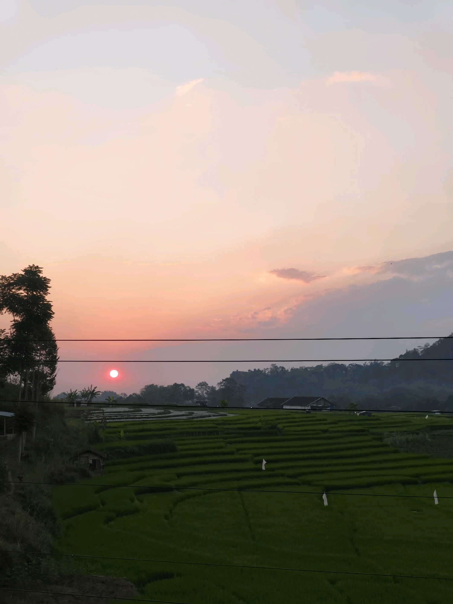 The image depicts a sunset over terraced rice paddies in the city of Salam, Indonesia. The sun, a vibrant red orb, is low in the sky, casting a warm glow across the horizon. The sky is filled with soft hues of pink and orange, transitioning to a pale blue overhead. Wispy clouds are scattered across the sky, some catching the sunlight and appearing illuminated.
In the foreground, lush green rice terraces are visible, their stepped layers creating a visually striking pattern. A few small structures, possibly sheds or huts, are nestled within the terraces. On the left side of the frame, a tall, slender tree stands out against the colorful sky. A line of dark green trees and vegetation forms a natural backdrop to the rice paddies, with rolling hills or mountains visible in the distance.
Several horizontal wires stretch across the mid-section of the image, obscuring parts of the landscape. The overall impression is one of natural beauty and tranquility, characteristic of rural landscapes in Indonesia.