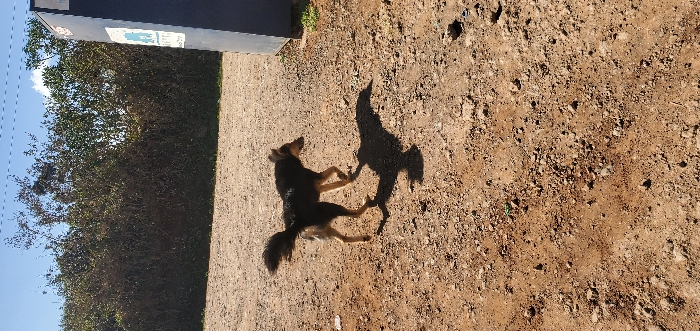 A black and brown dog walks across a reddish-brown dirt ground, moving from left to right in the frame, casting a distinct shadow to its right. The dog has a fluffy, upright tail and tan markings on its legs and muzzle. In the background, a dense line of green and brown bushes or foliage extends horizontally under a bright blue sky with some white clouds. To the far right, a tall, dark blue or black rectangular object stands vertically, featuring a light-colored sticker or sign with a blue animal silhouette and text. Faint horizontal lines are visible against the sky in the upper left. This scene is located in Ewuaso Oonkidong'i ward, Kenya.