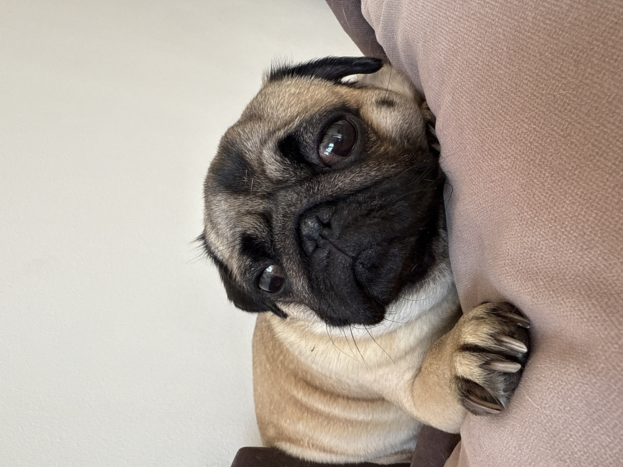 A tan pug dog rests against a light brown upholstered cushion, with its black-nosed face turned towards the viewer. The dog's dark eyes are prominently visible. Its right paw grips the side of the cushion. The background is a plain white wall. The location is Unknown, Unknown.