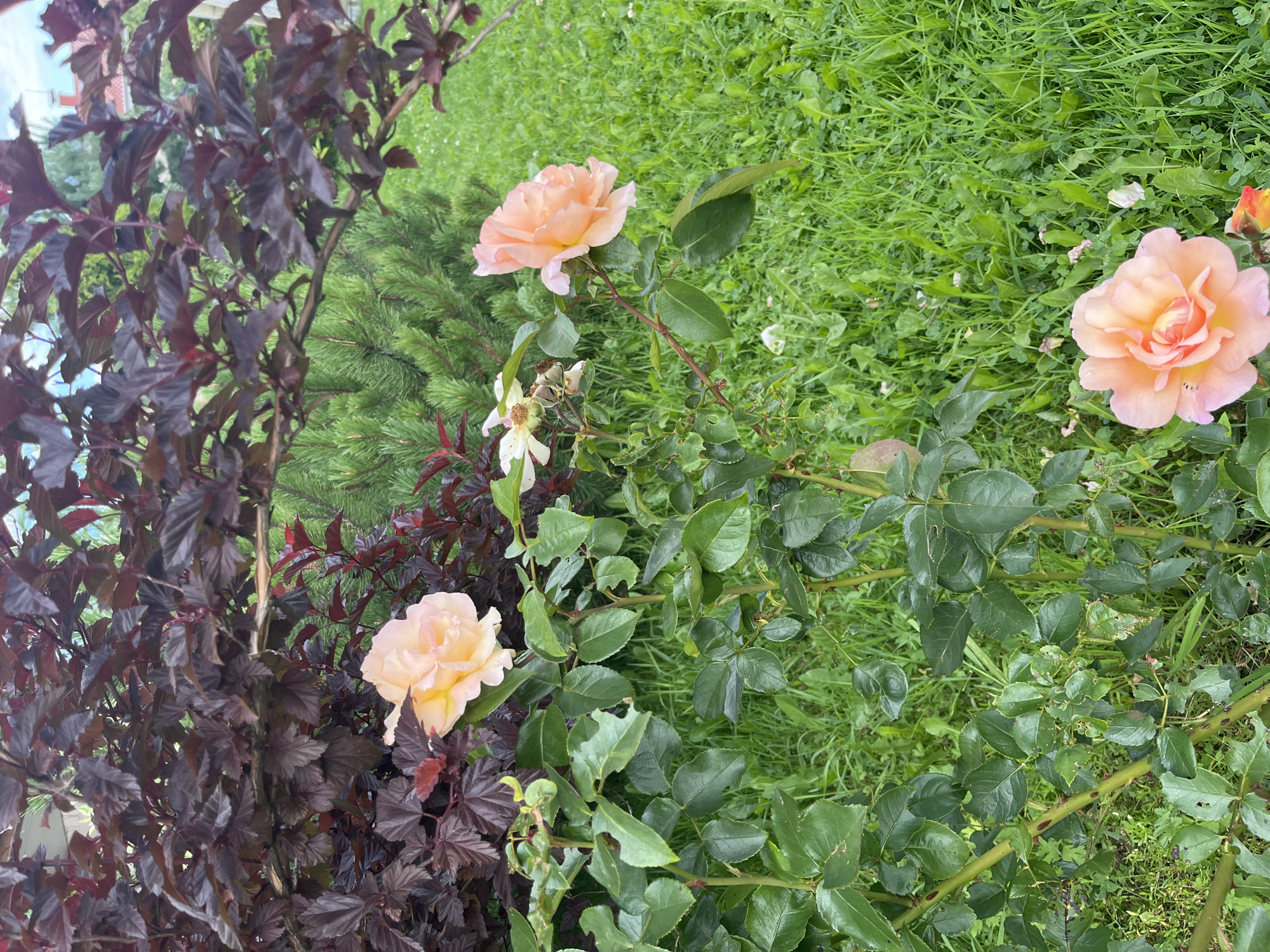 In the city of Vladimirovka, Russia, a close-up outdoor photograph captures a garden scene. In the foreground, a rose bush with vibrant green leaves and thorny stems displays several peach-colored roses in bloom. One rose, positioned at the bottom right of the frame, is particularly prominent with layered petals. Behind the rose bush, a dark-leaved shrub with deep burgundy foliage creates a striking contrast. Further in the background, a conifer tree with sharp, green needles adds texture to the scene, and a lush green lawn stretches out, dotted with small white flowers. The overall impression is one of a well-maintained garden, bathed in natural light, showcasing the beauty of blooming flowers and diverse greenery. There are no people or animals visible in the image.