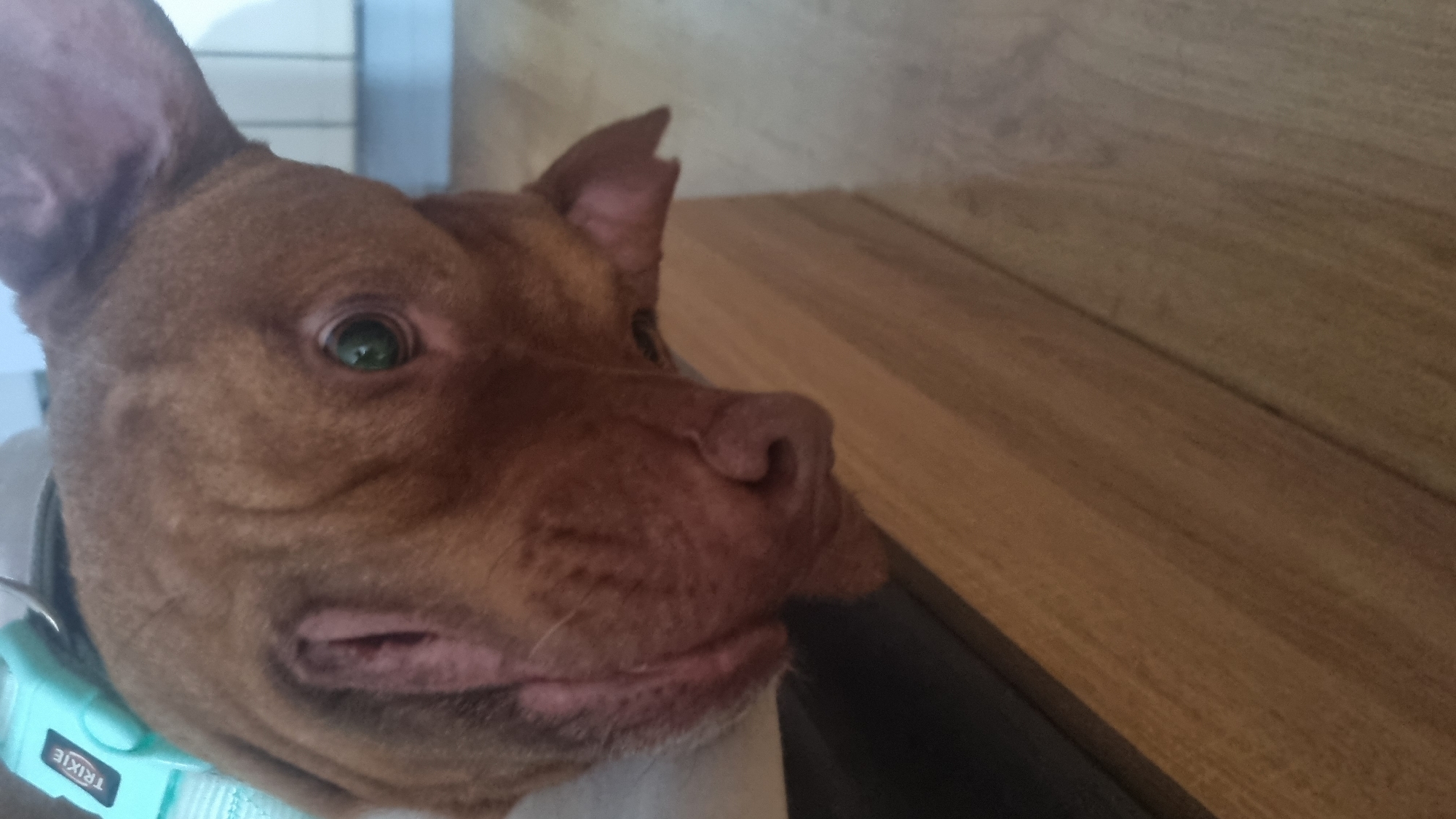 A close-up shot focuses on a reddish-brown dog with a turquoise collar. The collar, partially visible, features the word "TRIXIE" in white letters. The dog has one ear standing upright and the other flopped. Its eyes are a pale green color. The background consists of a light-colored wall and a wooden surface with parallel lines.