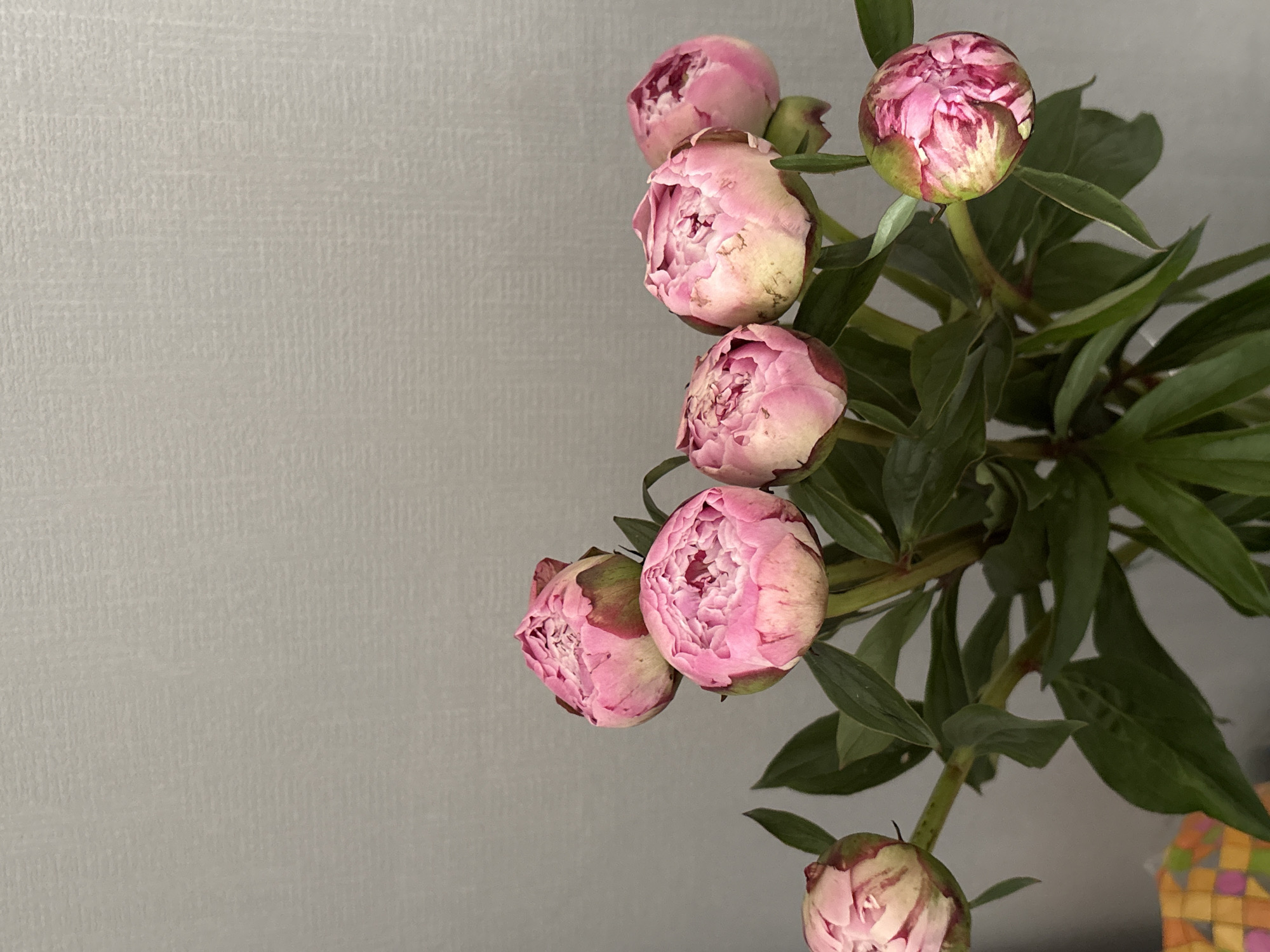 The image features a close-up of a bouquet of pink peony buds against a light grey textured wall. The buds are in various stages of opening, with some appearing tightly closed and others beginning to reveal their petals. Green leaves are interspersed among the buds, adding contrast to the pink and grey tones. There is no information available in this image connecting it to Krasnoyarsk, Russia. No people are visible in the image.