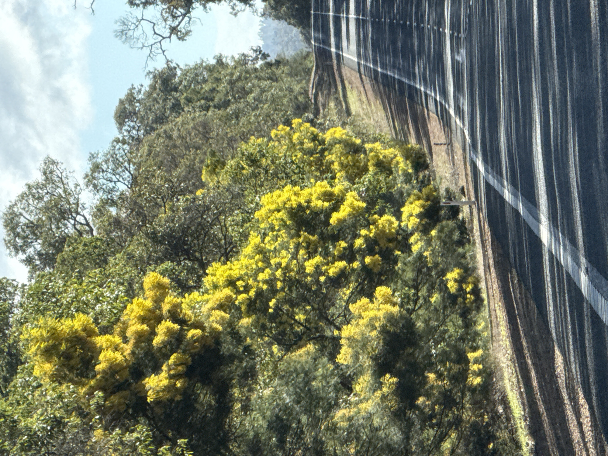 The image captures a sun-drenched, tree-lined road with a line of trees featuring vibrant yellow blossoms on the left side. The road itself is asphalt, marked with white lines, and extends into the distance, curving slightly to the right and upwards, disappearing over a hill. The sky above is partly cloudy, with patches of blue visible. The overall impression is one of a scenic drive through a natural landscape.