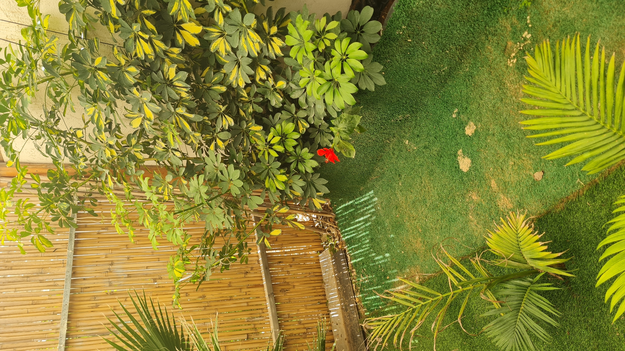 The image shows a garden or outdoor area. The composition includes bamboo fencing, an assortment of green plants, and what appears to be artificial turf. One notable element is a red flower among the foliage. Palm fronds are visible on the right side. The location is specified as Lachish Regional Council, Israel.