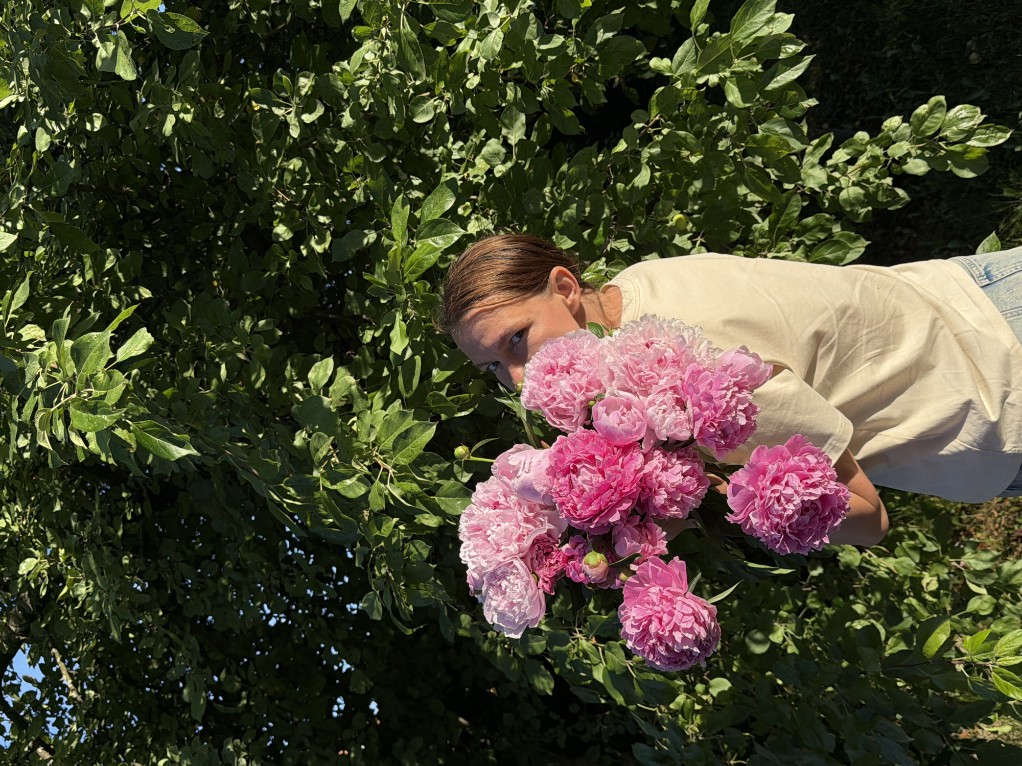 A person, partially obscured by a large bouquet of pink peonies, stands outdoors in front of a dense green tree canopy. The person is wearing a light-colored t-shirt and jeans, and their head is tilted back, looking towards the viewer over the flowers. Sunlight filters through the leaves, casting dappled shadows. The background consists of a thick mass of green foliage. The scene appears to be located in a garden or park setting.