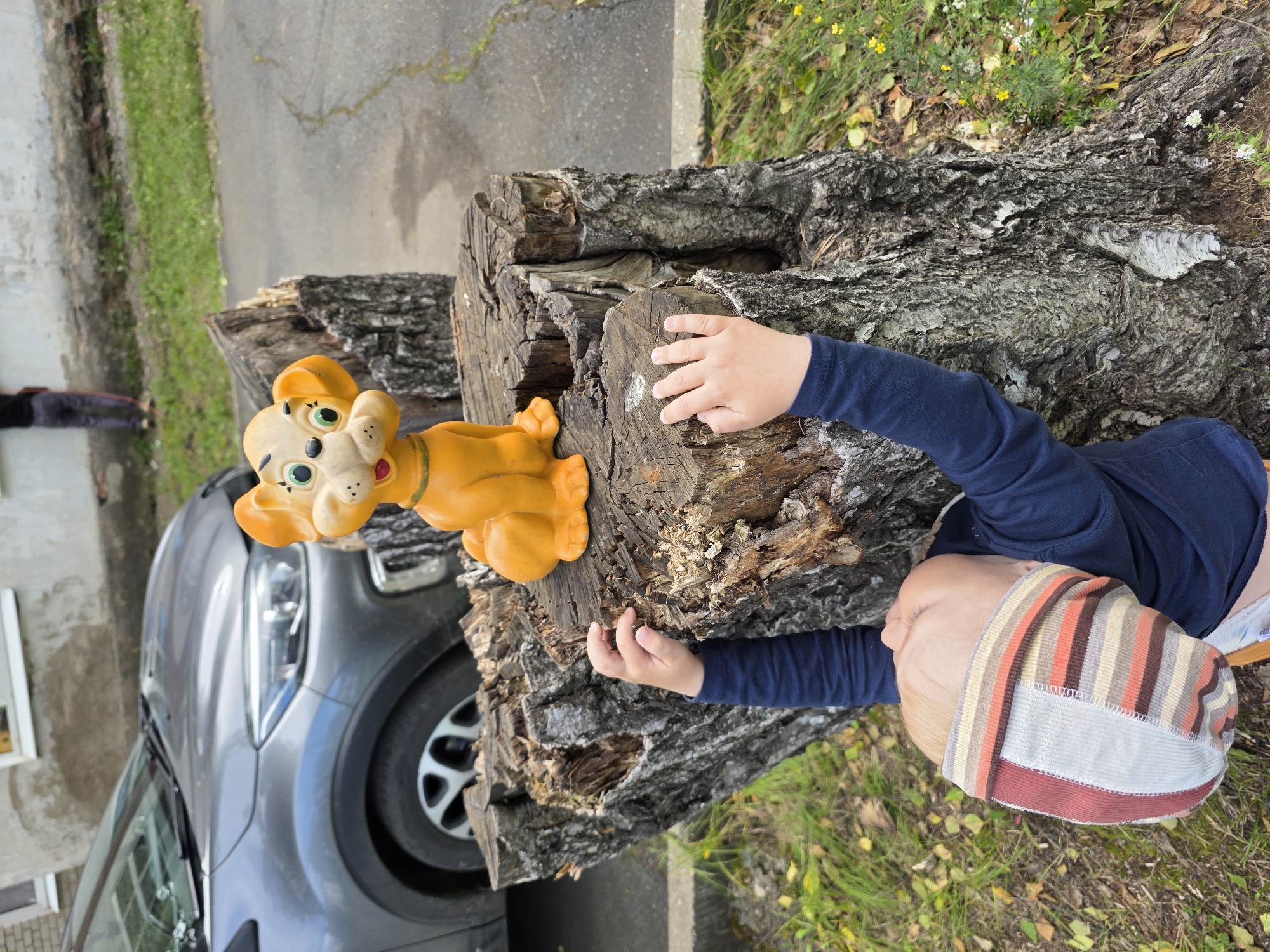 A young child, wearing a dark blue long-sleeved shirt and a striped hat, is reaching up towards a tree stump. On top of the tree stump sits an orange plastic figurine of a dog with large green eyes. The child's arms are outstretched, with their hands resting on the rough bark of the stump. The tree stump appears old and weathered, with visible rings and cracks. In the background, a grey car is parked on a paved surface, with a building and grassy area visible beyond. A person in dark clothing and red-striped pants is walking away in the distance. The scene is set outdoors, with patches of grass, fallen leaves, and small yellow wildflowers around the tree stump. The overall impression is an outdoor scene in a residential area, possibly in the city of Chaikovsky, Russia, given the context.