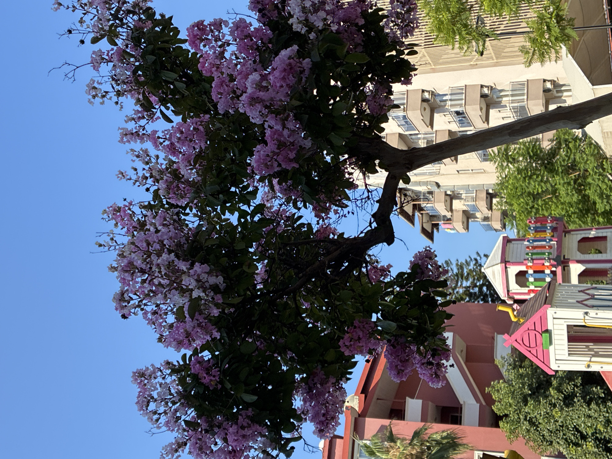 This is an outdoor, eye-level shot taken in Alanya, Turkey, on a clear, sunny day. The foreground is dominated by a tree with abundant pink and purple flowers and green leaves. The tree's trunk is visible, leaning slightly to the right.
In the middle ground, a colorful children's playground structure with pink and white accents is visible, complete with a slide and turrets. Behind the playground and to the left, a red building with white balconies and a palm tree can be seen. To the right of the playground, a tall, beige apartment building with numerous balconies and windows rises up, its facade featuring vertical lines. Several air conditioning units are mounted on the building's exterior.
The background consists of a clear, bright blue sky. The overall impression is a sunny day in an urban environment with a focus on flora and residential buildings.