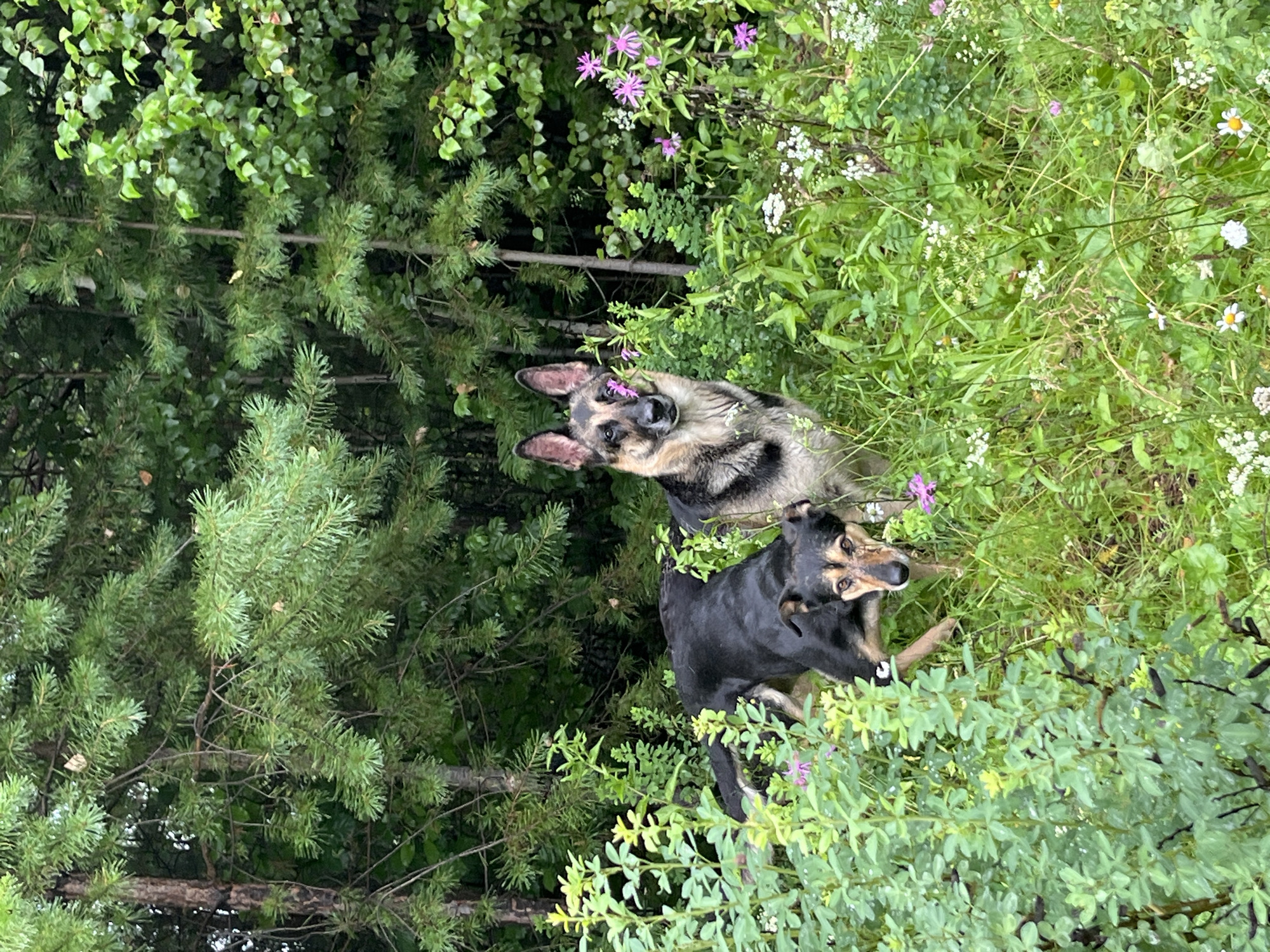 Two dogs are standing in a lush green forest. The dog in the foreground on the left is black and tan with pointy ears. It is looking directly at the camera with a curious expression. Behind it and to the right is a German Shepherd dog with tan and black markings. This dog is also looking at the camera, and a small purple flower is resting on its nose. The dogs are surrounded by tall green grass, wildflowers of white and purple, and dense trees. The environment is natural and appears to be a woodland area. The scene is outdoors and suggests a natural habitat for these animals. The lighting is soft, indicating it could be overcast or late in the day. There is no visible indication of the city of Nizhny Tagil, Russia.