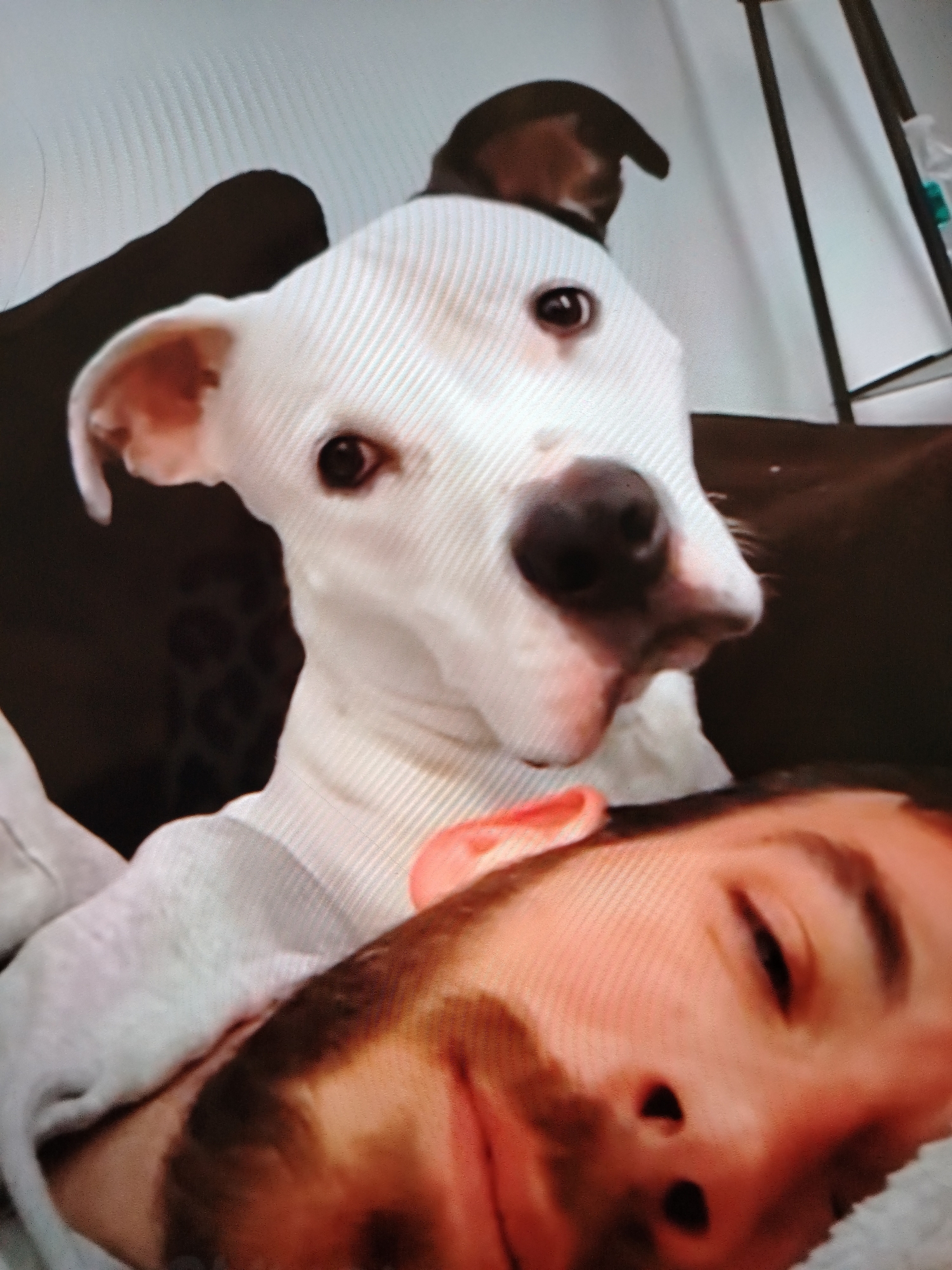 A white dog with brown ear markings and a dark nose is lying on top of a person's face. The dog's head is tilted, and it appears to be looking directly at the camera. The person's face is partially obscured by the dog, but their eyes are closed, and their skin is flushed. The background is dark and out of focus. The image appears to be taken indoors, possibly on a couch or bed. There is no indication of the location in the city of Stavropol, Russia.