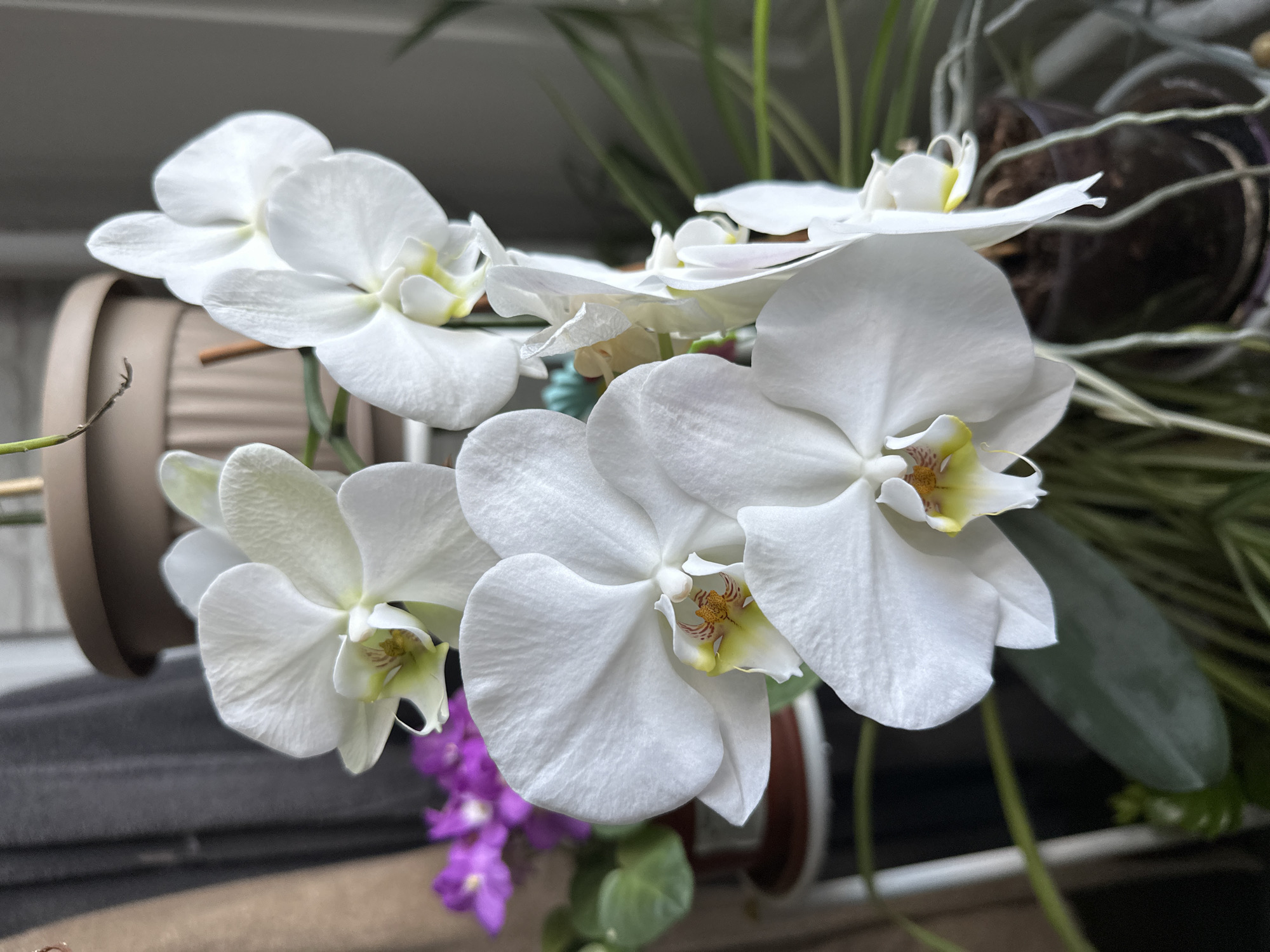 A close-up, eye-level shot shows a cluster of white orchids in bloom, with delicate yellow markings in their centers. The flowers are arranged on stems, with some in sharp focus and others slightly blurred. In the background, out of focus, is a blurred object that appears to be a pot plant with purple flowers, and a gray curtain. The overall lighting is soft, suggesting an indoor setting. There are no people present, and no specific location information can be determined from the image.