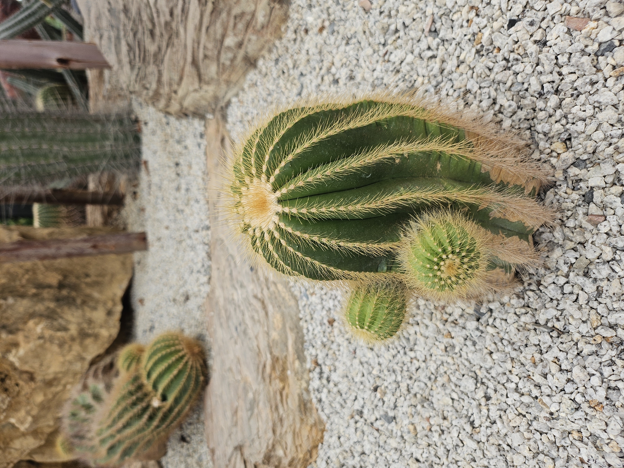 In Tambon Na Chom Thian, Thailand, a close-up shot captures a group of cacti on a gravel-covered surface. The primary subject is a large, barrel-shaped cactus with prominent green ribs and fuzzy golden spines, accompanied by three smaller offshoots. Surrounding the cacti are scattered light-colored gravel stones and larger, textured rocks. In the background, more cacti and a wooden post are visible, suggesting a botanical garden or desert-themed exhibition. The lighting is bright, indicative of daytime.