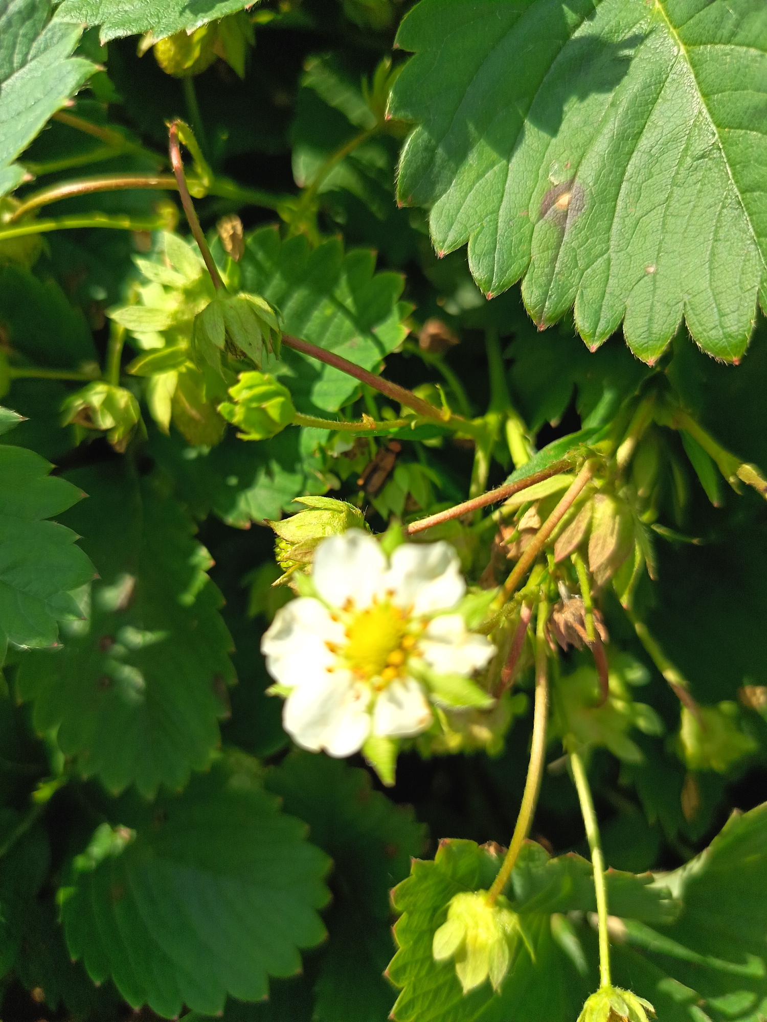 A close-up, sunlit photograph captures a strawberry plant in bloom, set against a backdrop of green leaves and dark shadows. The central focus is a single white strawberry flower with a yellow center, its petals slightly blurred by motion or shallow depth of field. Surrounding the flower are several developing green strawberry fruits and unopened buds. Long, thin stems, some reddish-brown and others green, weave through the composition. The leaves are broad and serrated, with visible veins and some showing signs of minor damage or discoloration. Sunlight casts dappled shadows on the foliage. The scene is likely outdoors, in a garden or natural setting. The location is identified as Солонешное, Russia, though no specific urban features are visible to confirm this context.