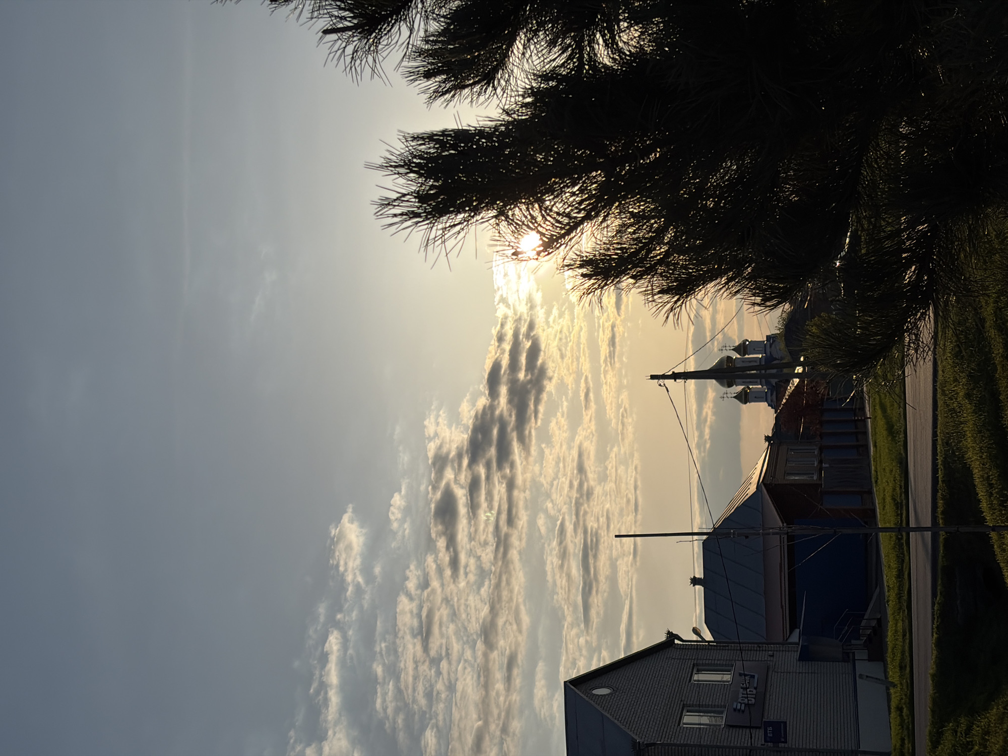 The horizontally oriented image captures a serene rural or small-town scene at either sunrise or sunset, characterized by the bright, golden light of the sun low on the right side of the frame. The sky displays a gradient from a light blue-grey on the left to warm yellows and oranges around the sun, with scattered white and grey clouds illuminated from behind.
Dominating the upper portion of the image is the dark silhouette of a coniferous tree, likely a pine or spruce, its needles sharply defined against the bright sky. The tree branches extend from the top left, partially obscuring the sun and framing the view below.
In the mid-ground, a paved road or path runs horizontally, bordered by green grass. Along this road, several buildings are visible. On the left, a building with light-colored walls and a dark roof features multiple windows. A sign on its facade displays text, which appears to read "ОТК БИО" and "БТС". Further to the right and slightly in the background, other structures are present, including one with a dark roof and another building whose distinctive onion domes identify it as a Russian Orthodox church, silhouetted against the brighter sky. Utility poles and wires are also visible throughout the scene.
No people or explicit activities are depicted. The overall impression is one of peaceful natural beauty contrasting with man-made structures in Novopokrovskaya, Russia.