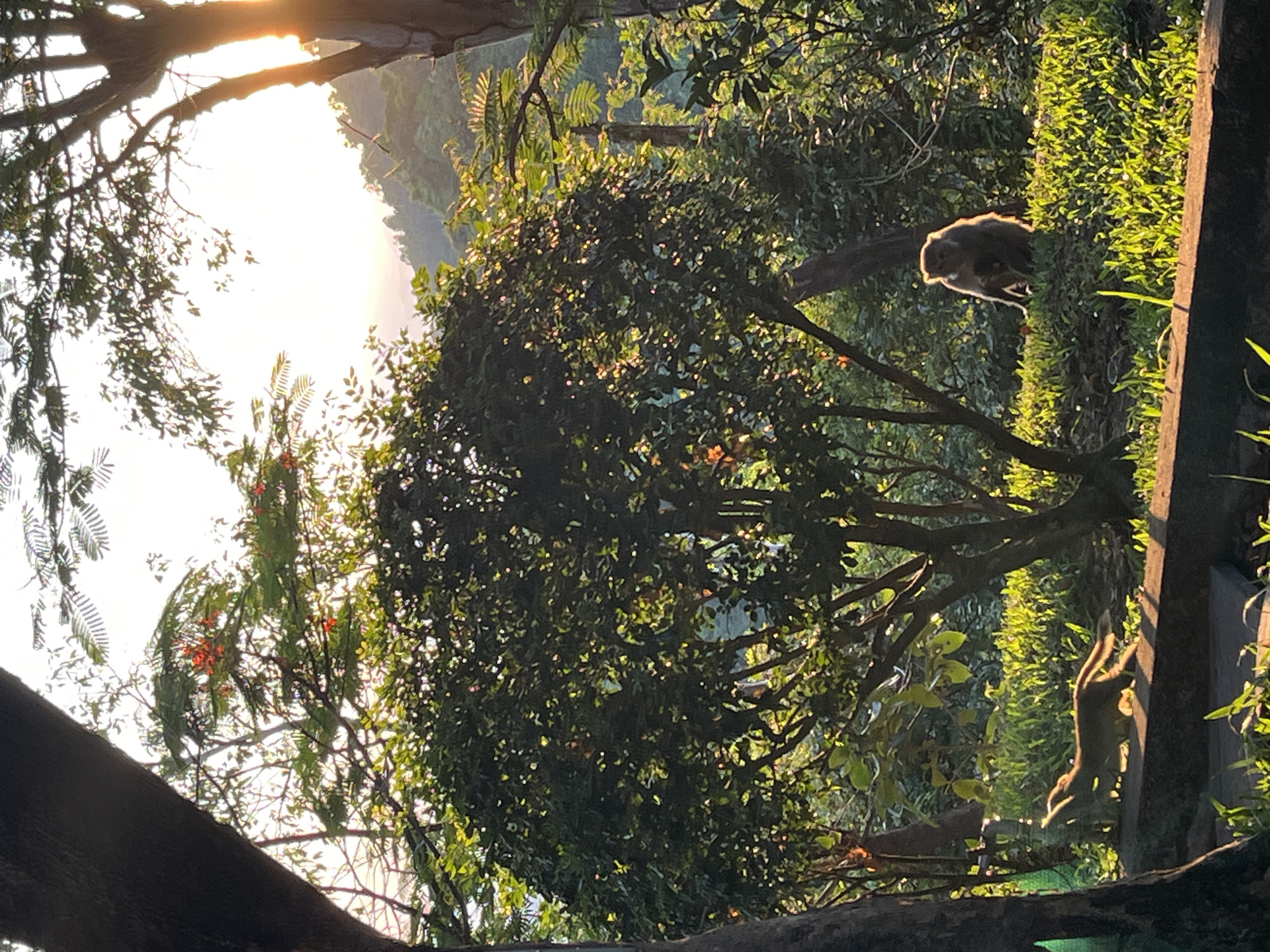 The image depicts a forest scene in Đà Nẵng, Vietnam, during daylight hours. The lighting suggests it is either early morning or late afternoon. Two monkeys are visible. One monkey sits on a grassy verge near a wooden post. Another monkey is positioned upside down on or near the same post. The scene is heavily forested with trees filling much of the frame. The sky is visible in the upper left corner, obscured by tree branches.