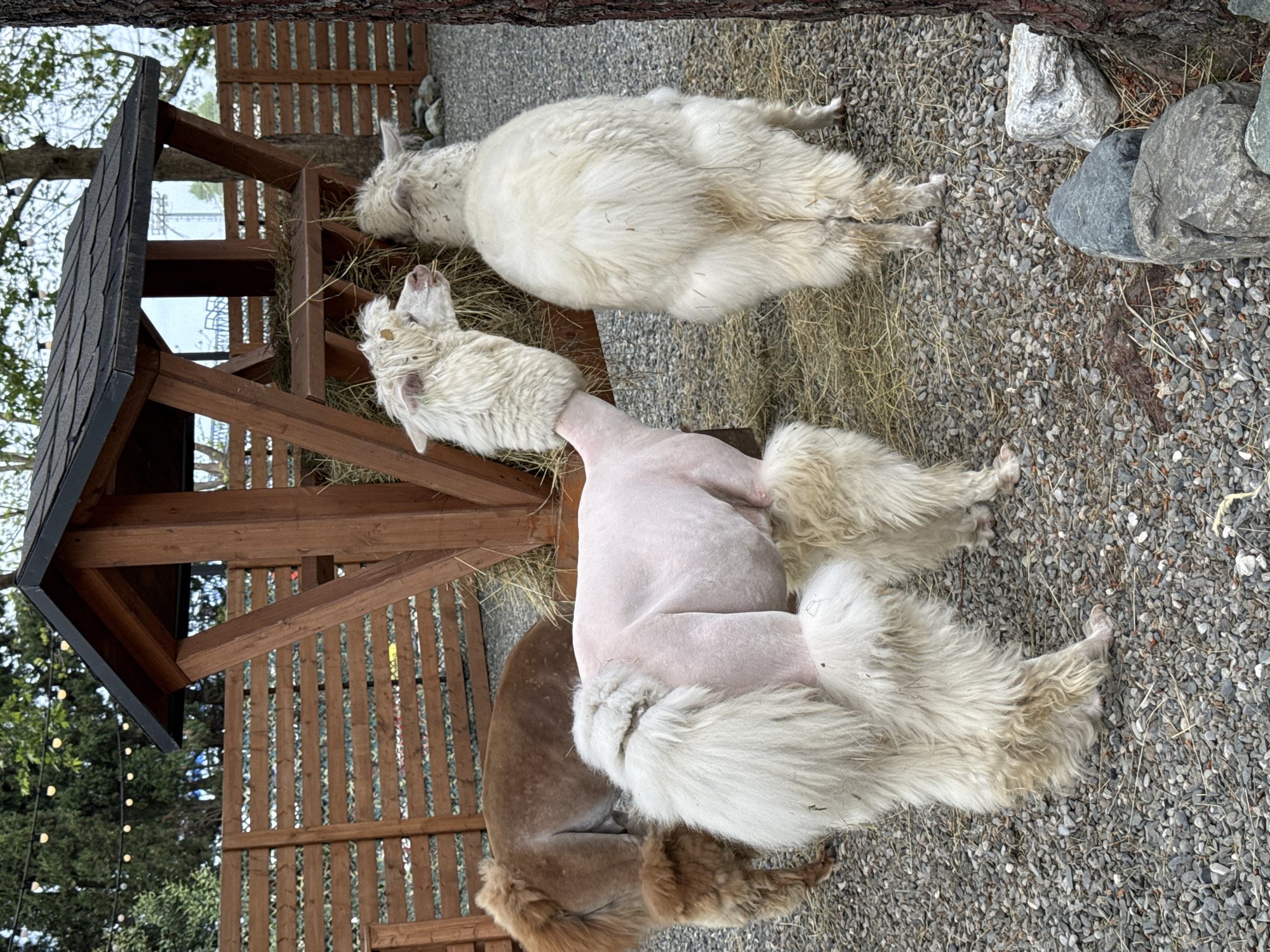 The image shows three alpacas resting on a gravel surface in what appears to be an outdoor enclosure. One alpaca is light brown, one is entirely white and fluffy, and one is shaved in the middle, with fluffy legs and neck. The shaved alpaca is lying near a wooden structure, perhaps a small shelter, which has hay in it. A larger wooden fence or screen is behind the structure. In the background, there are trees and possibly some decorative lights strung. There are some rocks on the ground near the white alpaca. The location is given as Sochi, Russia, although this information is not evident in the image itself.